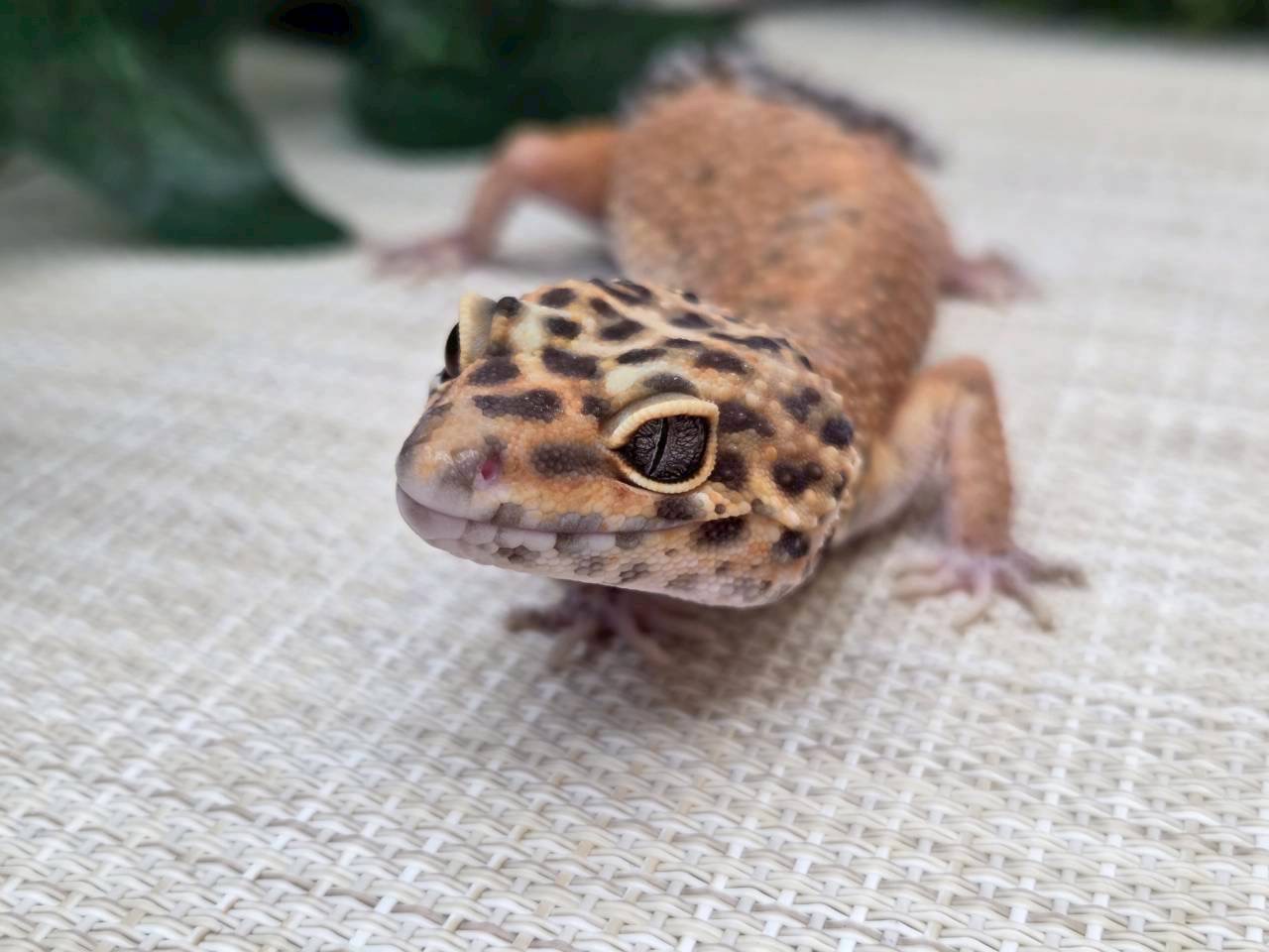 インフェルノ