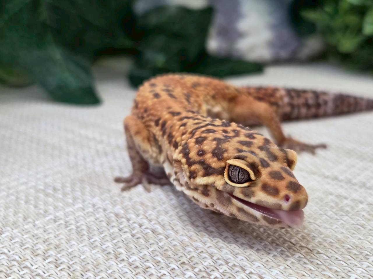 レッドダイヤモンド