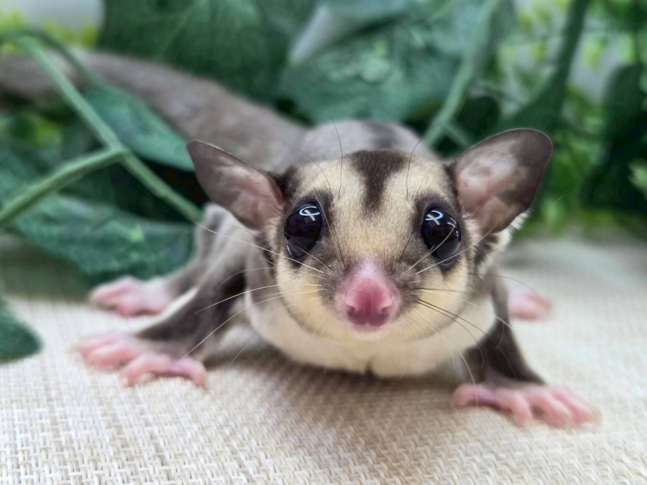 ♀モザイクhetリューシ