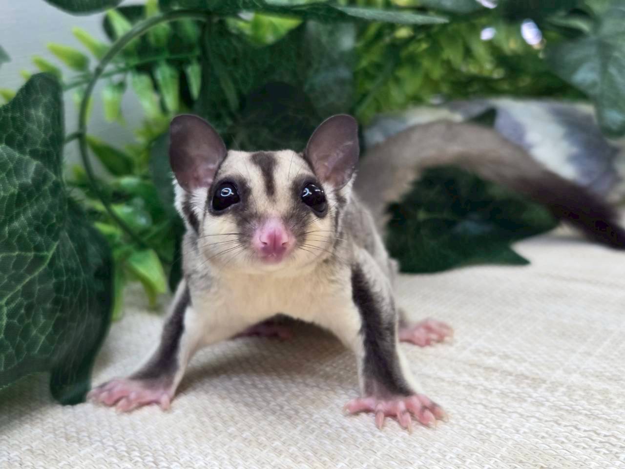 ♀ノーマルhetクリミノ、リューシ