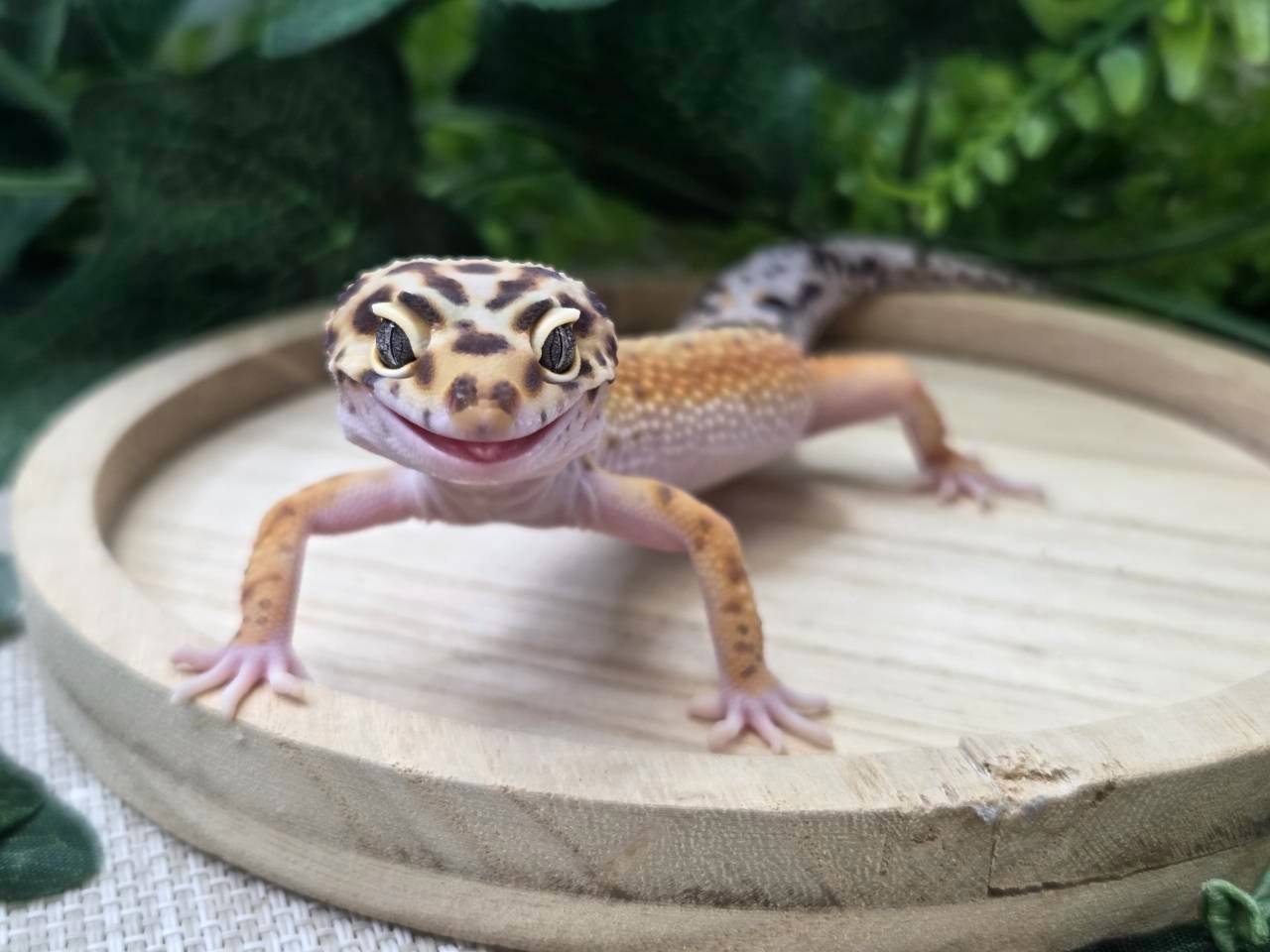 タンジェリン