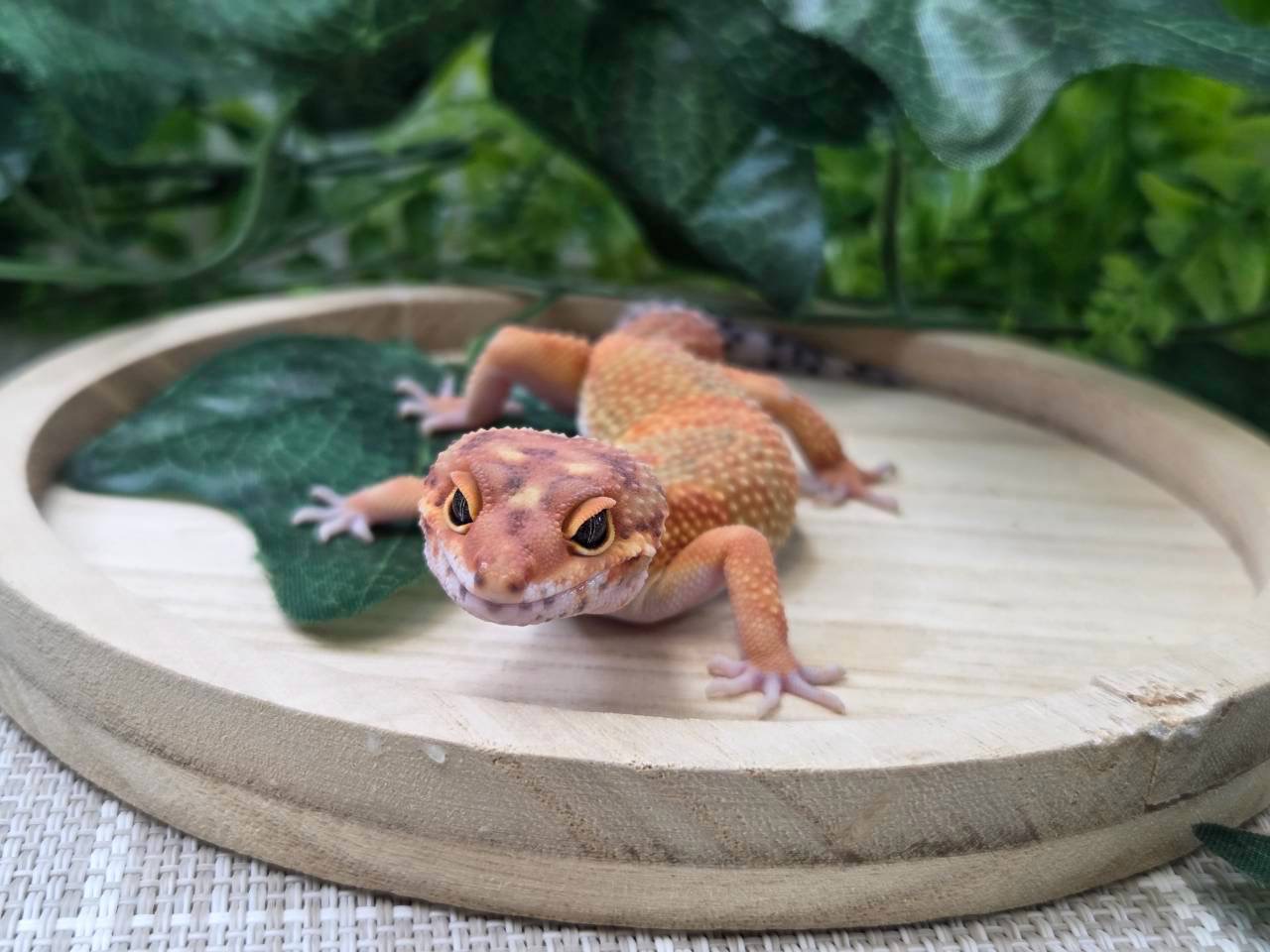 タンジェリン