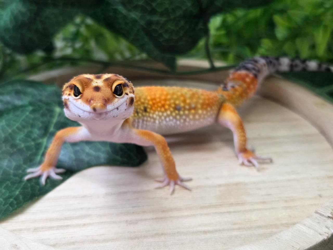 タンジェリン