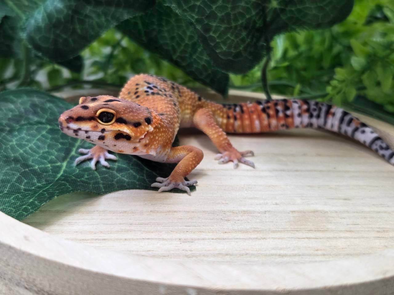 タンジェリン