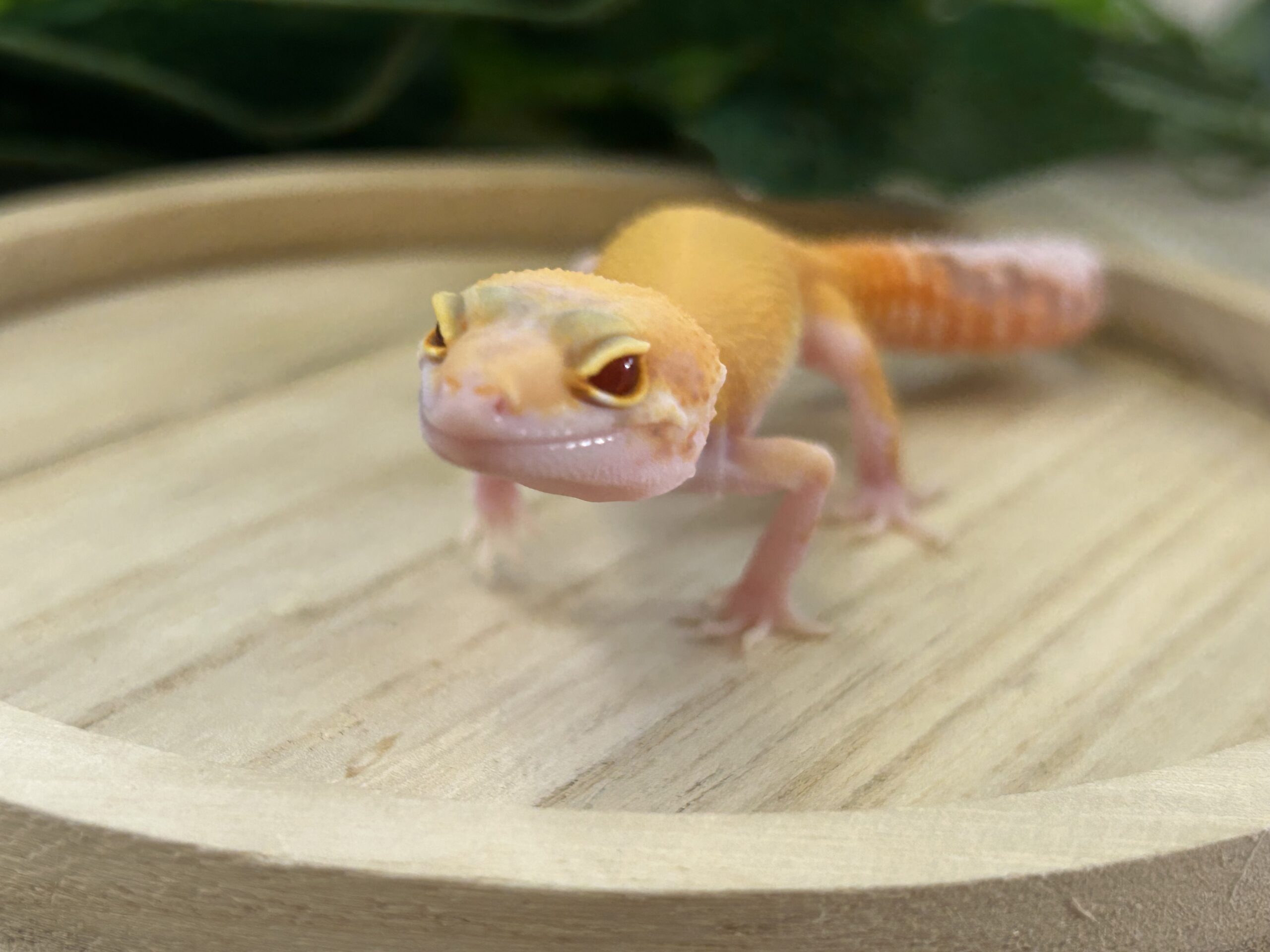 ラプター