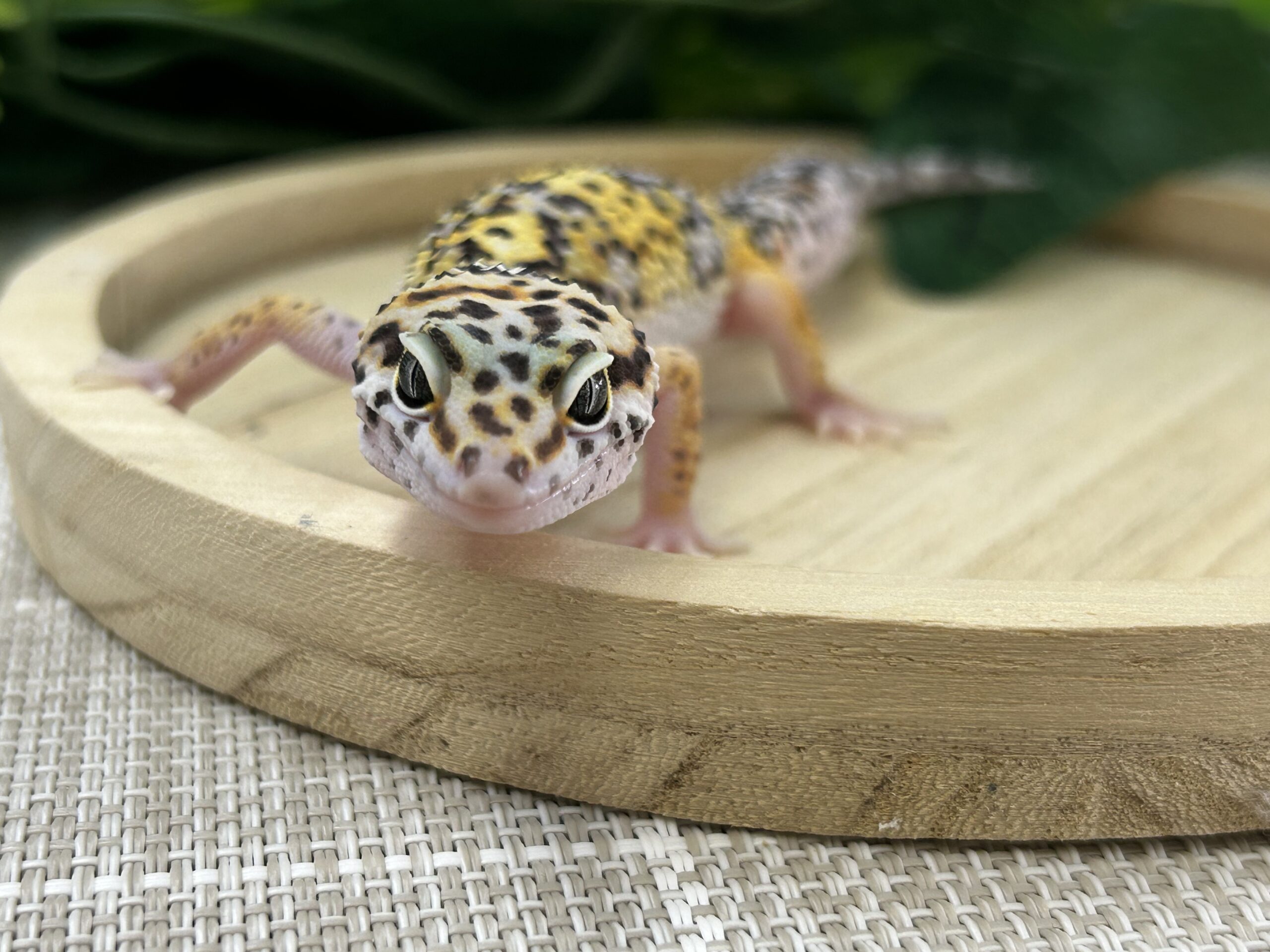 スノーエクリプス