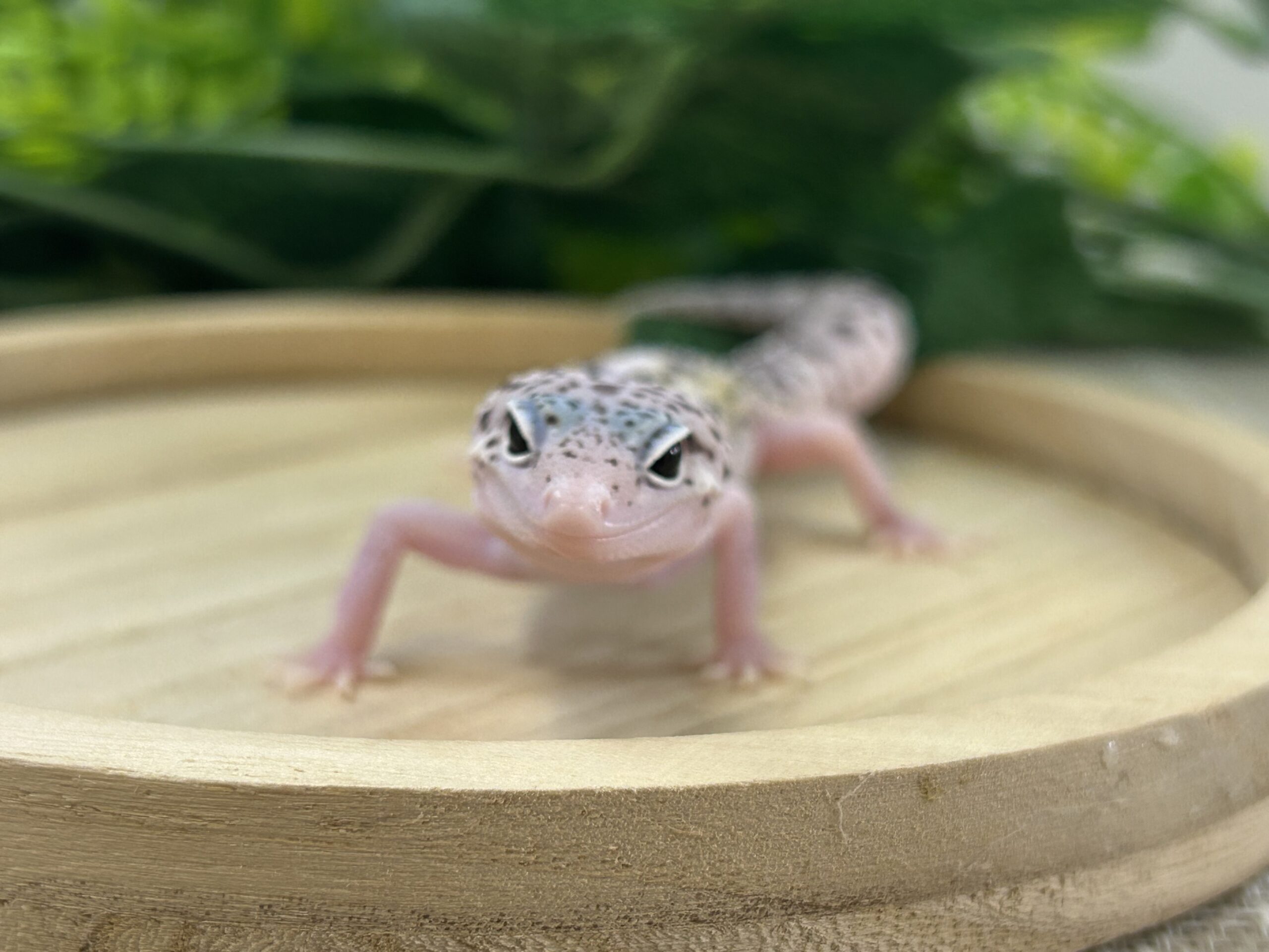 スノーエクリプス