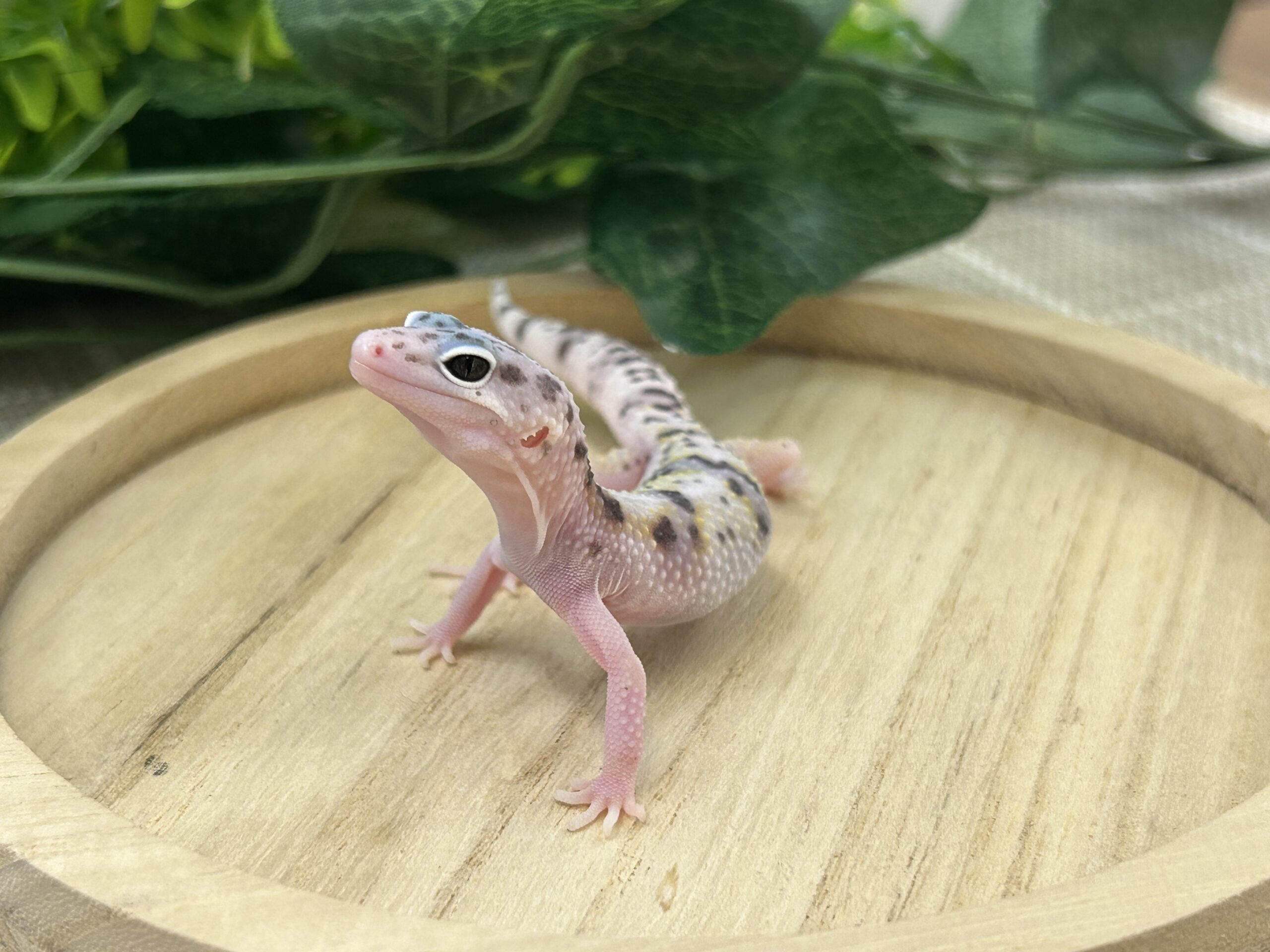 スノーエクリプス