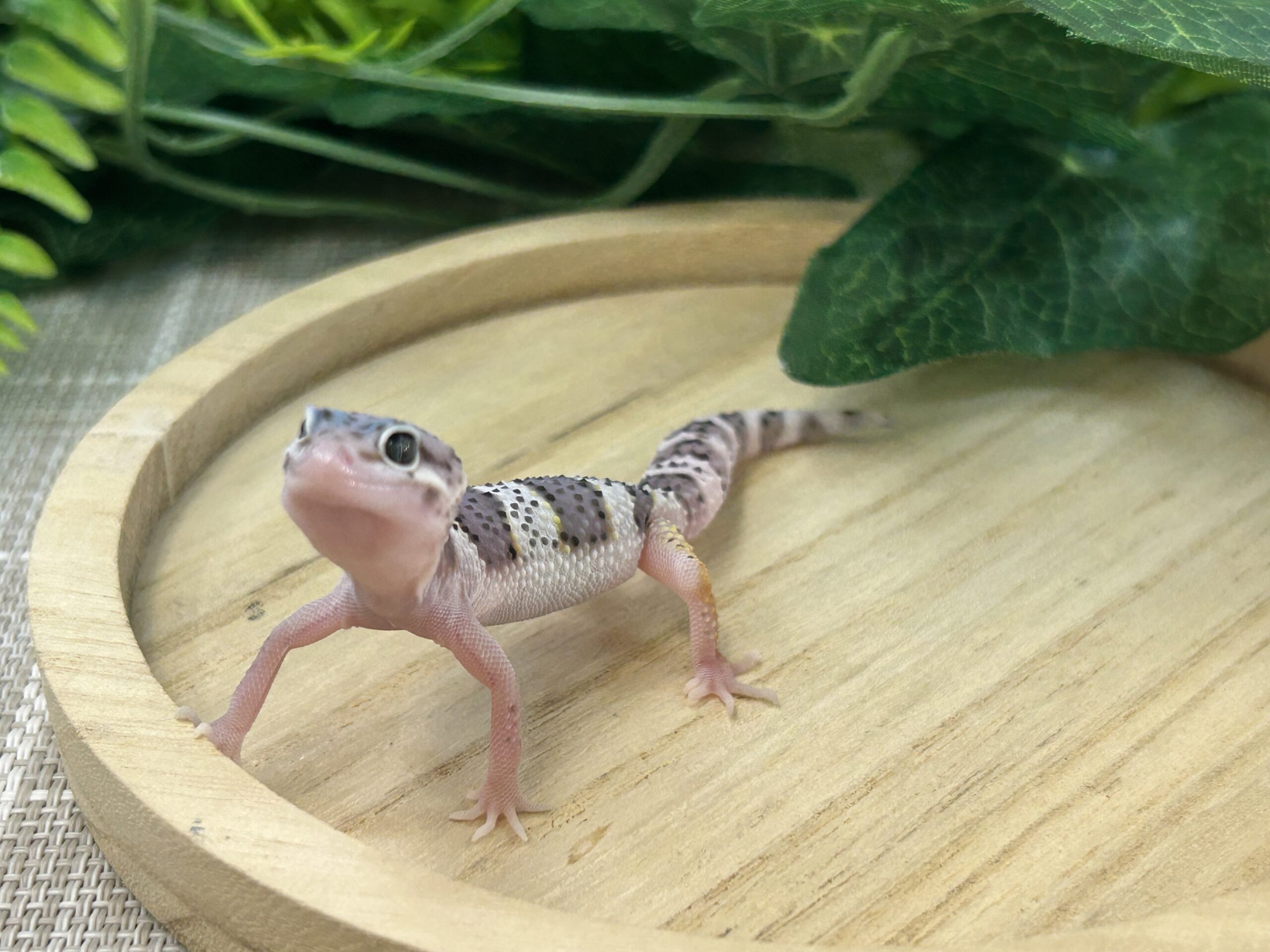 スノーエクリプス