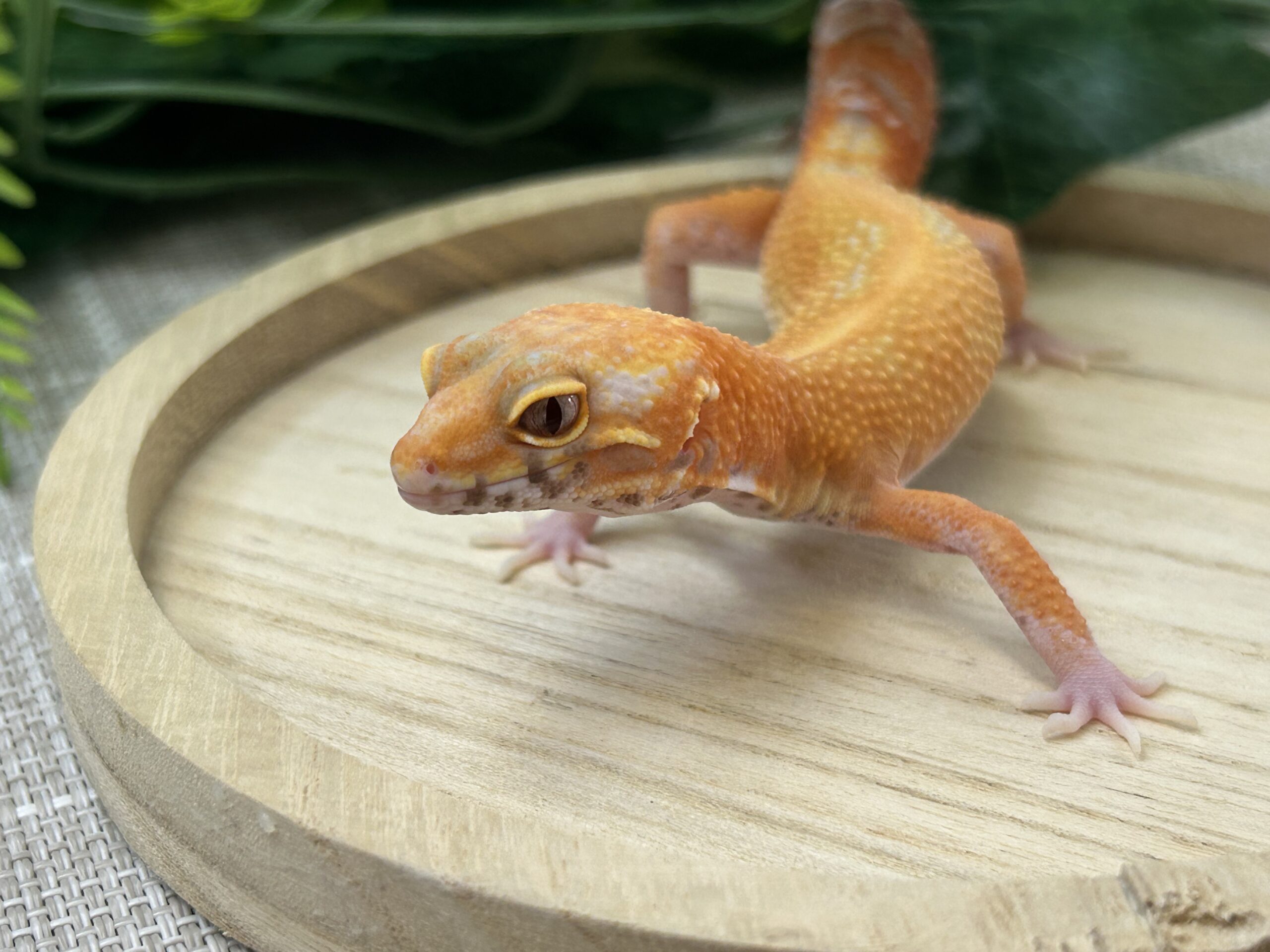 タンジェリンベル