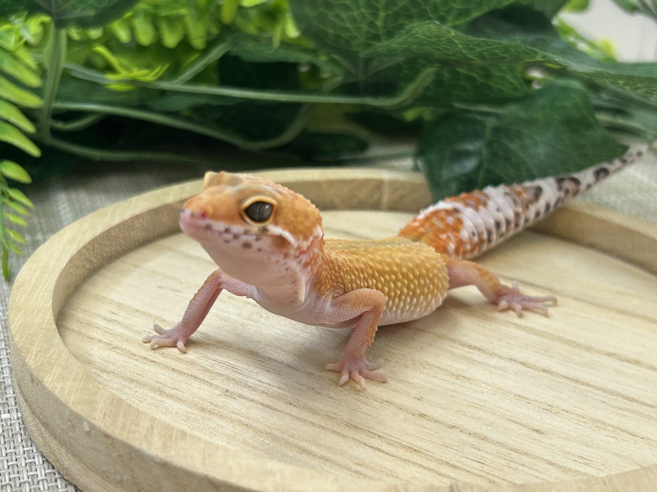 タンジェリン