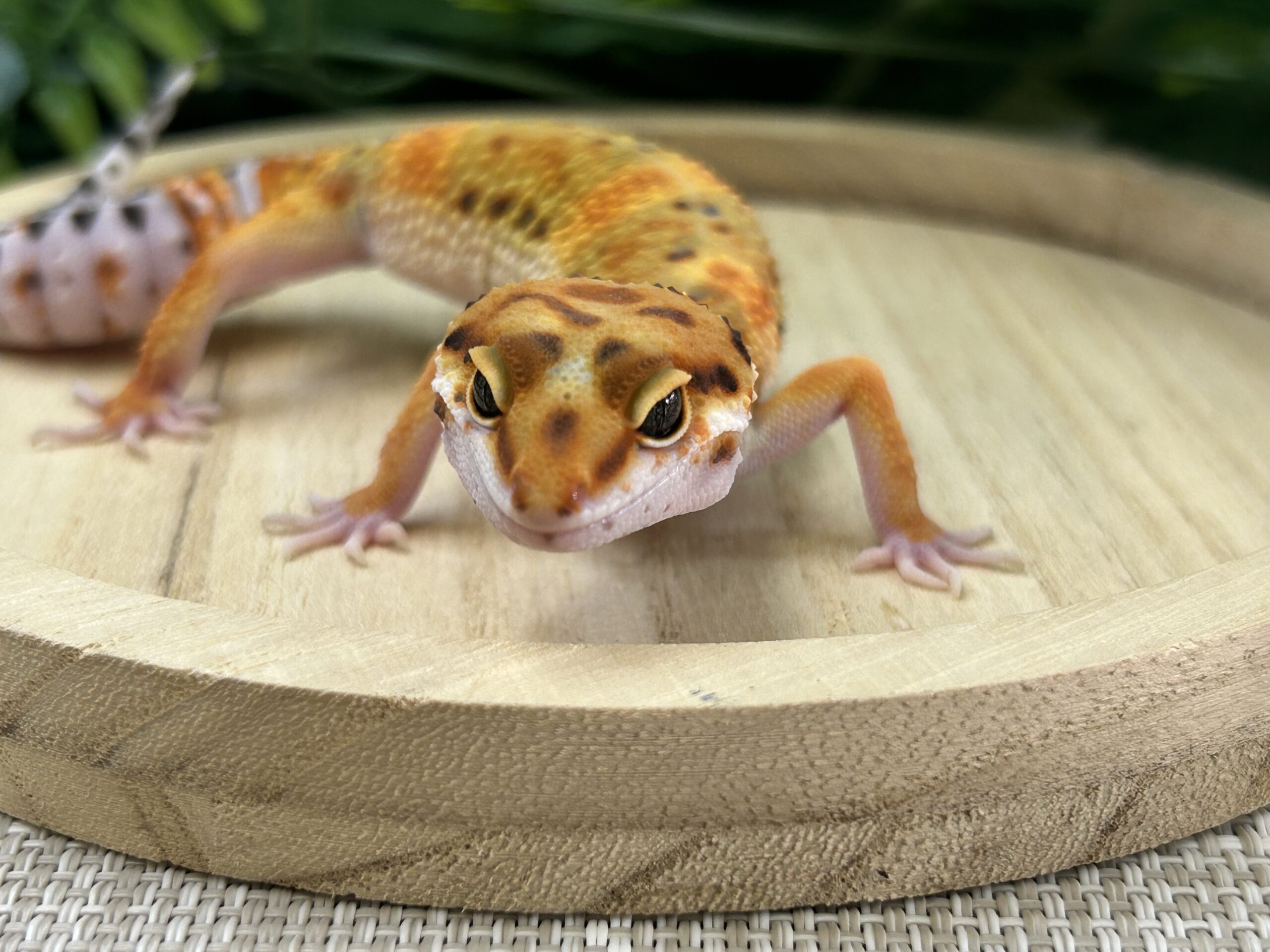 タンジェリン
