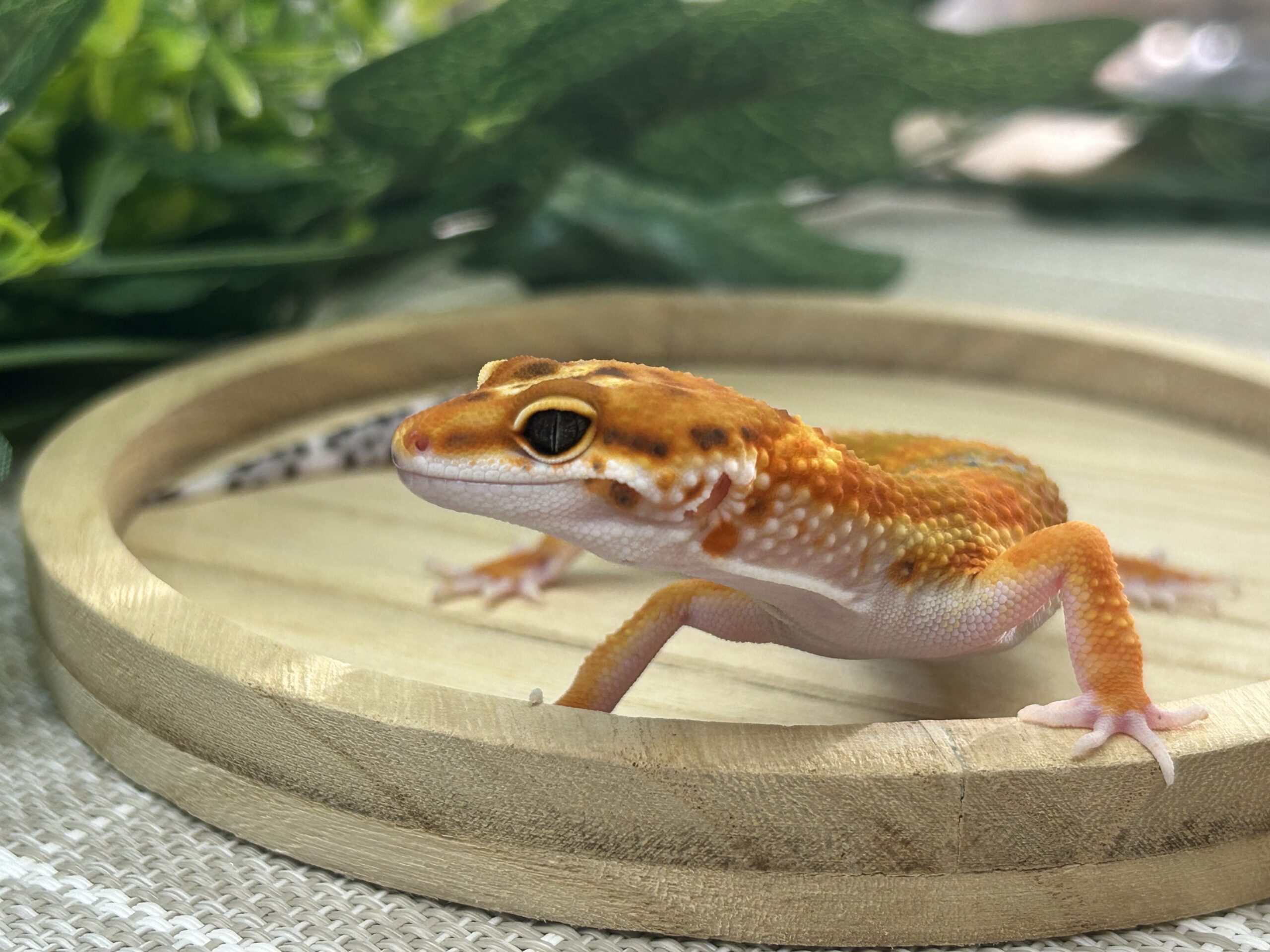 タンジェリン