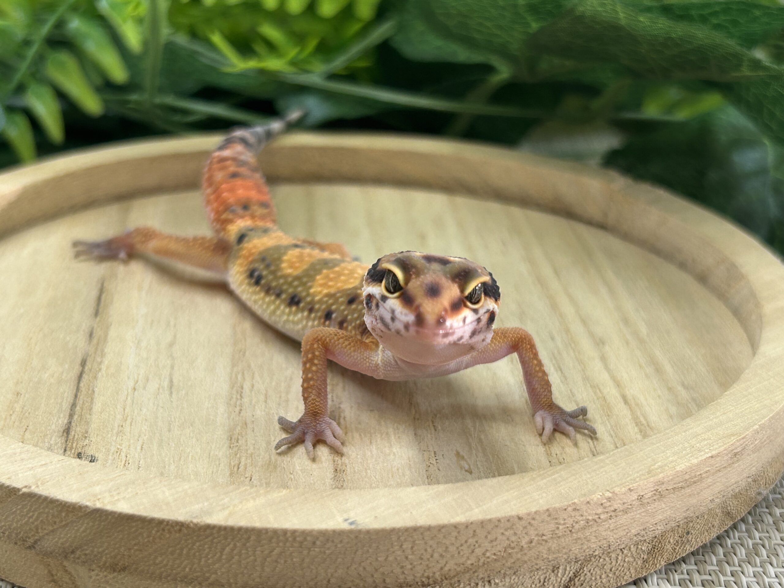 タンジェリン