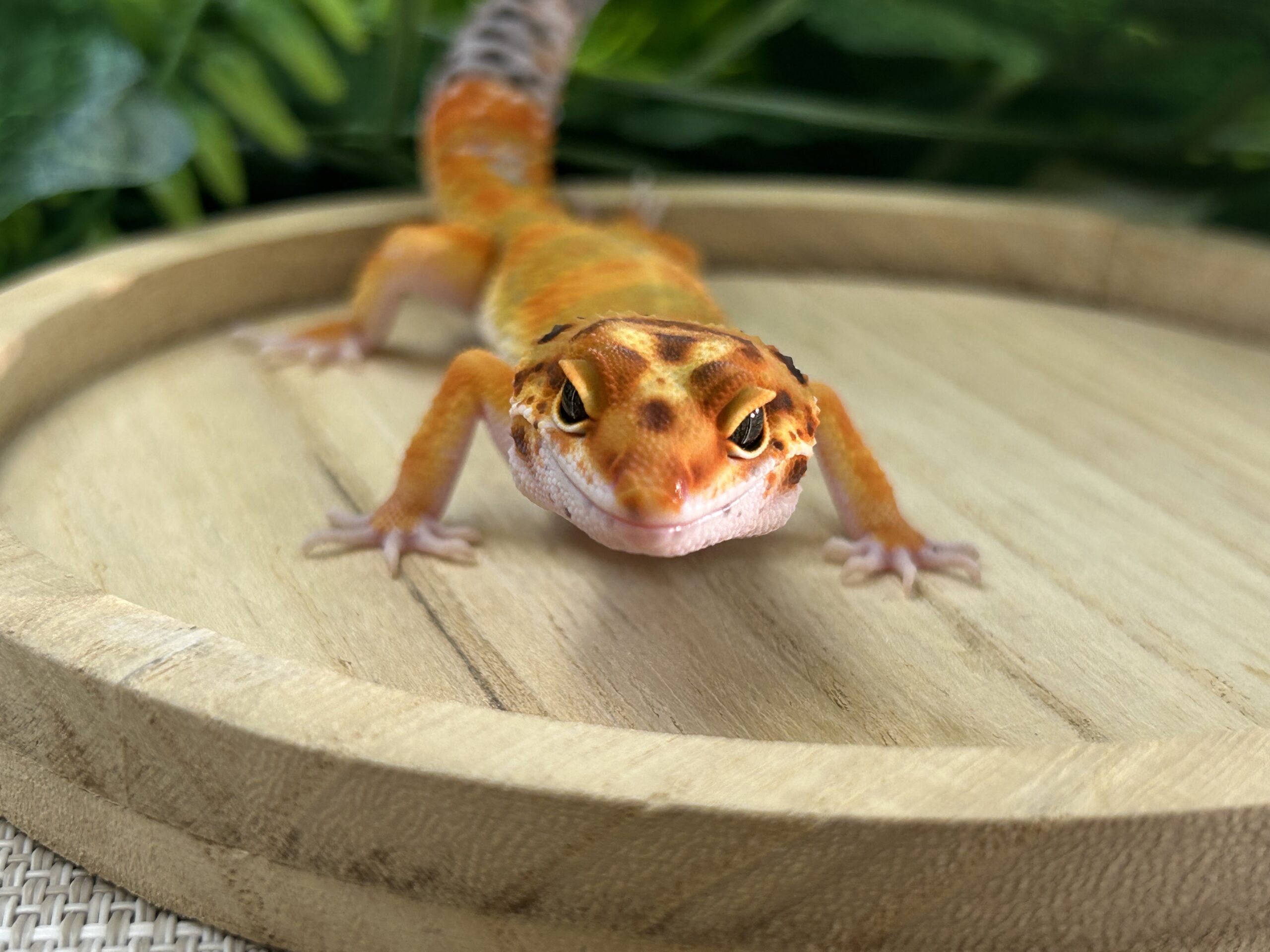 タンジェリン