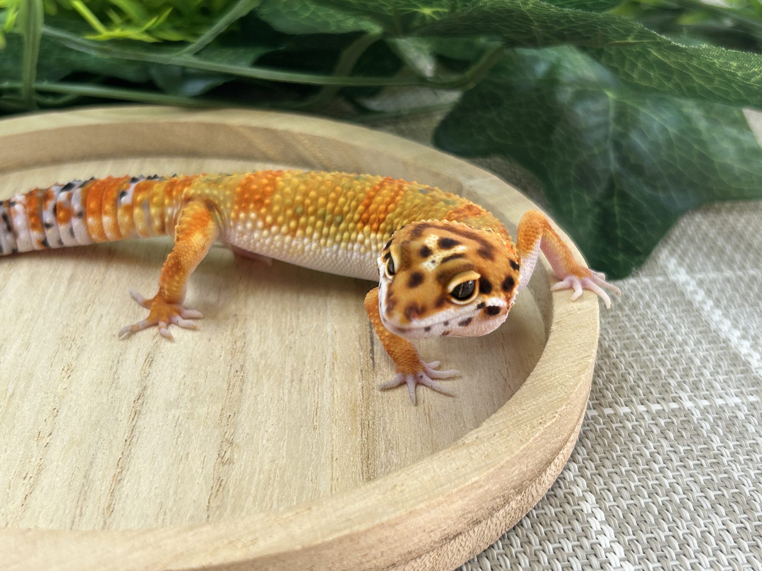 タンジェリン