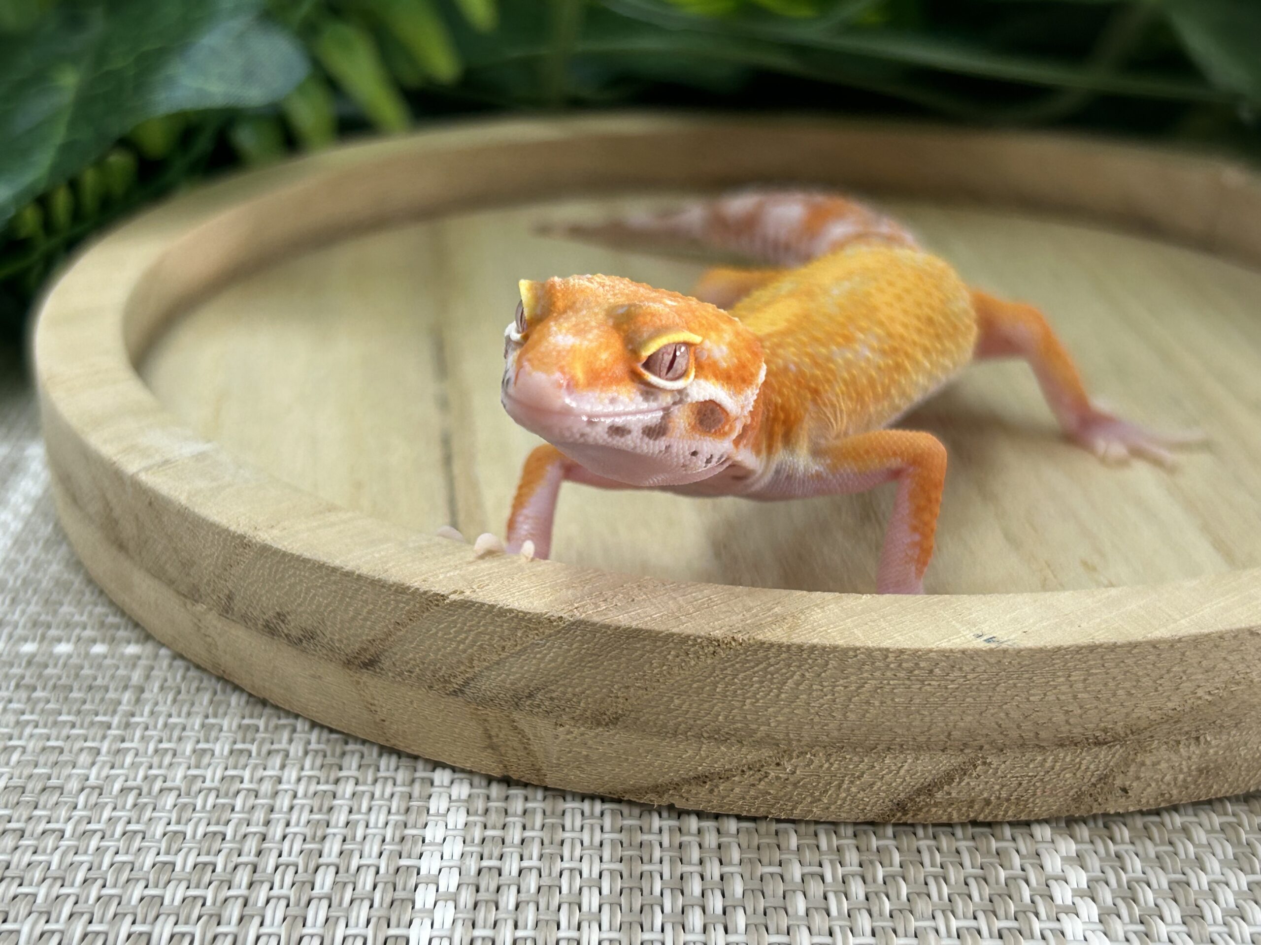 タンジェリンベル