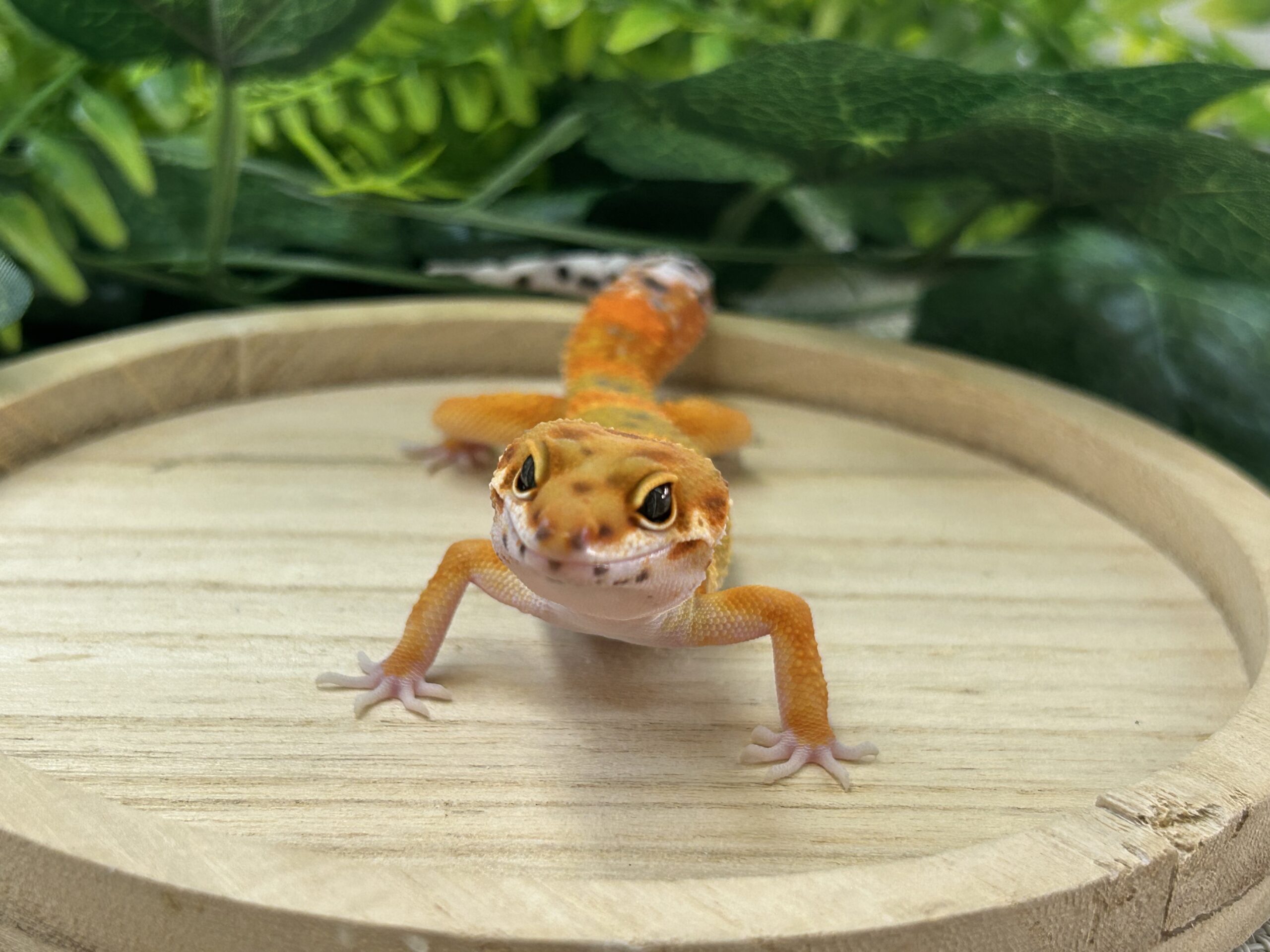 タンジェリン