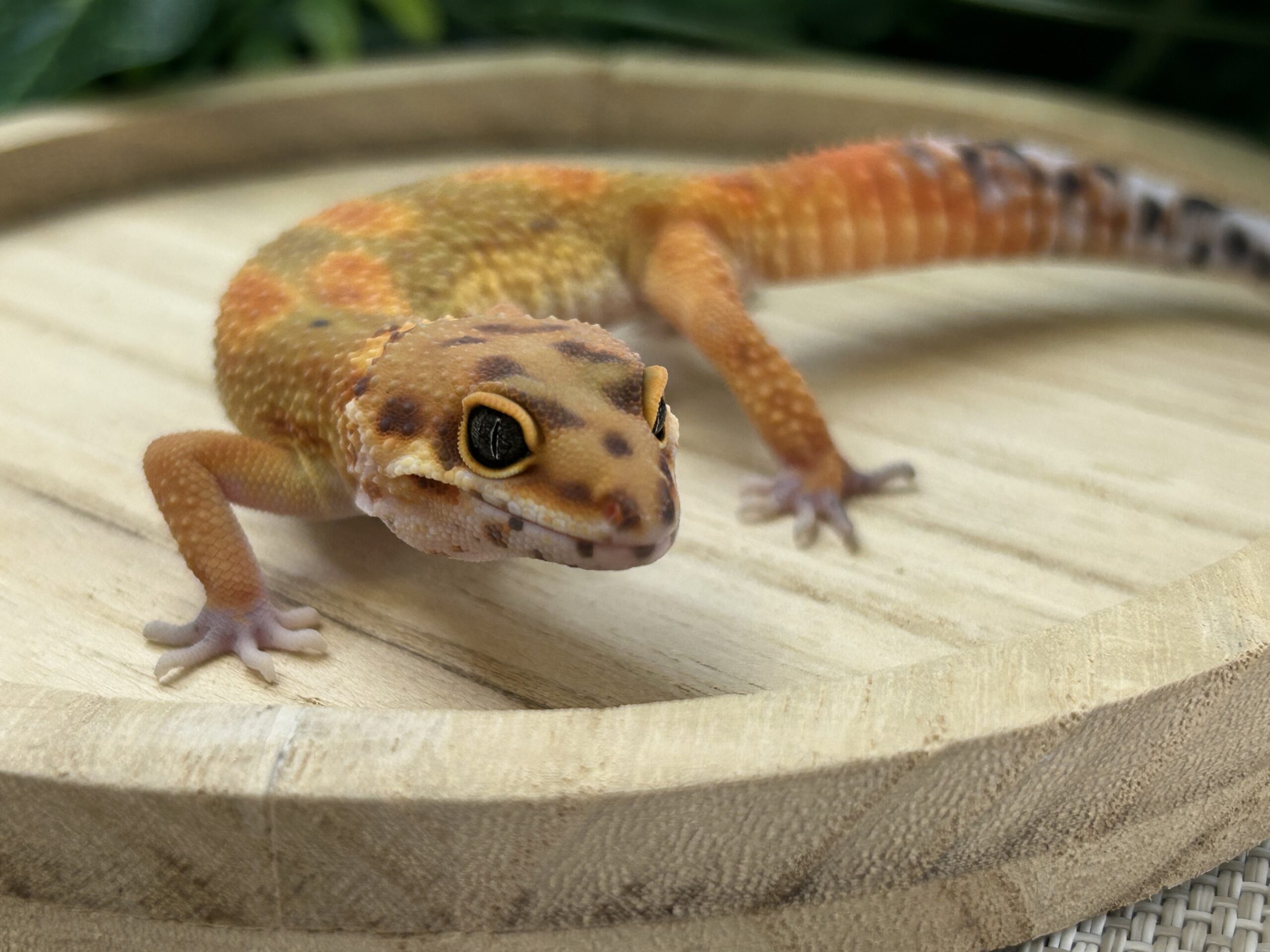 タンジェリン