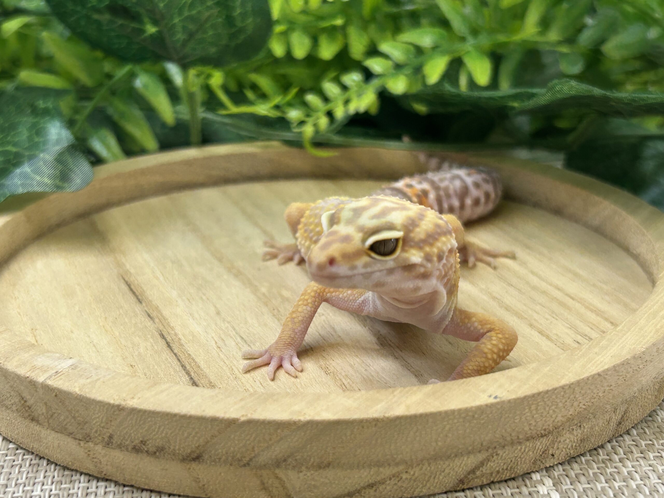 トレンパーアルビノ
