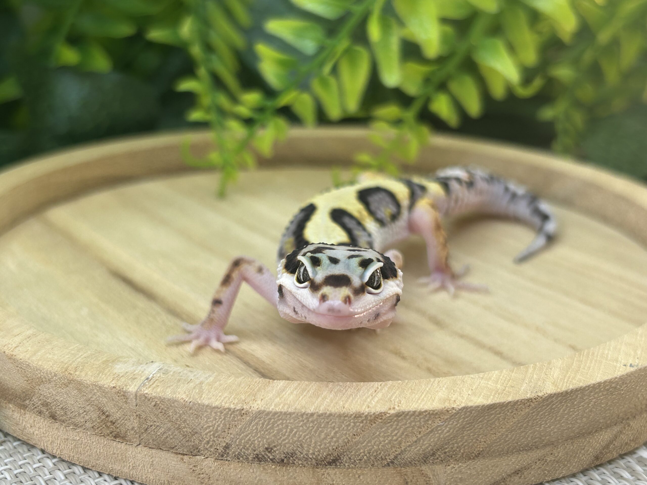 バンディット