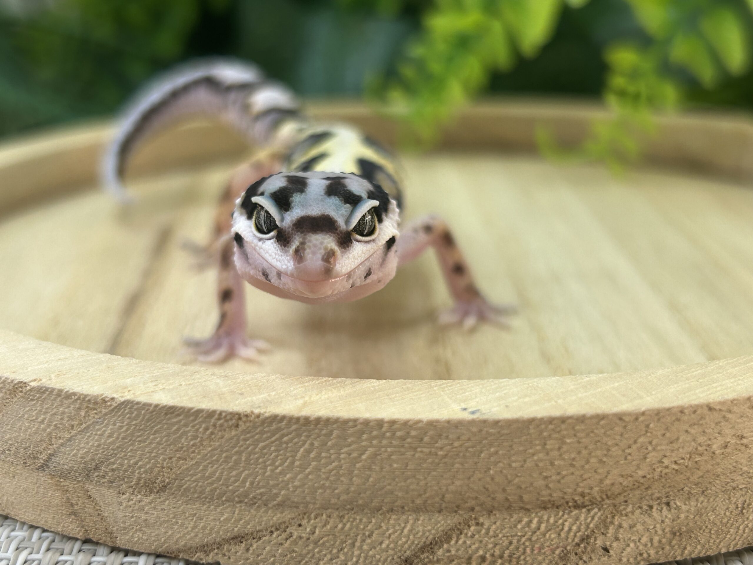 バンディット
