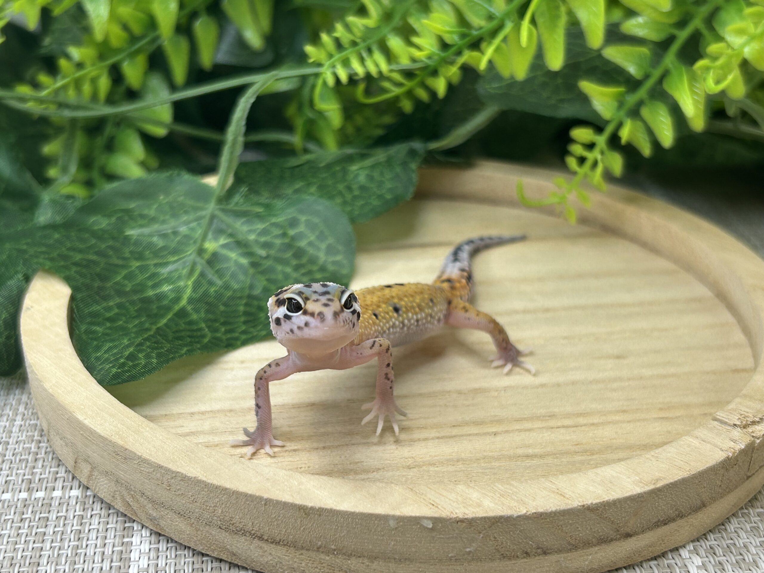 タンジェリンhetベル
