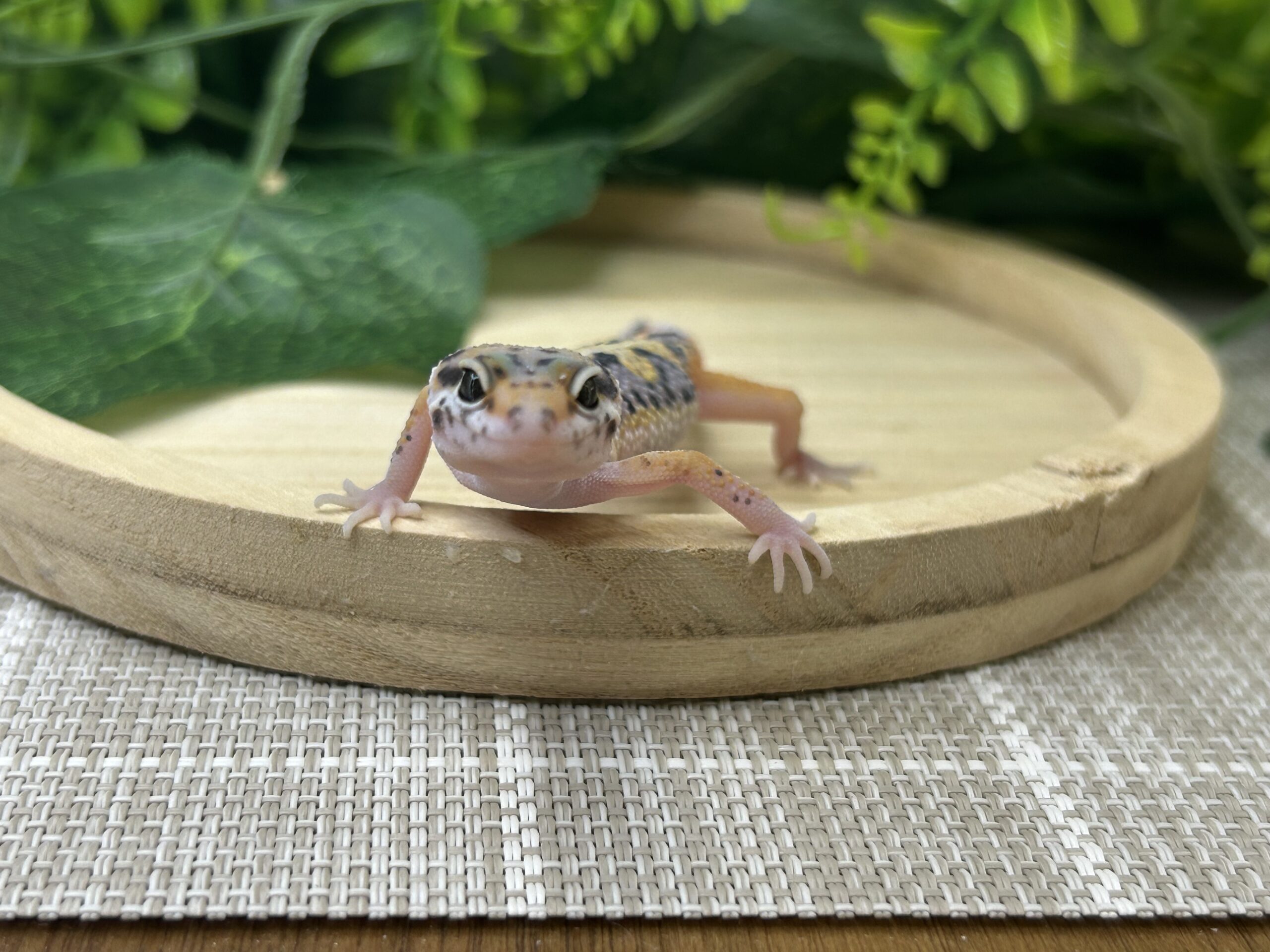 タンジェリンhetベル