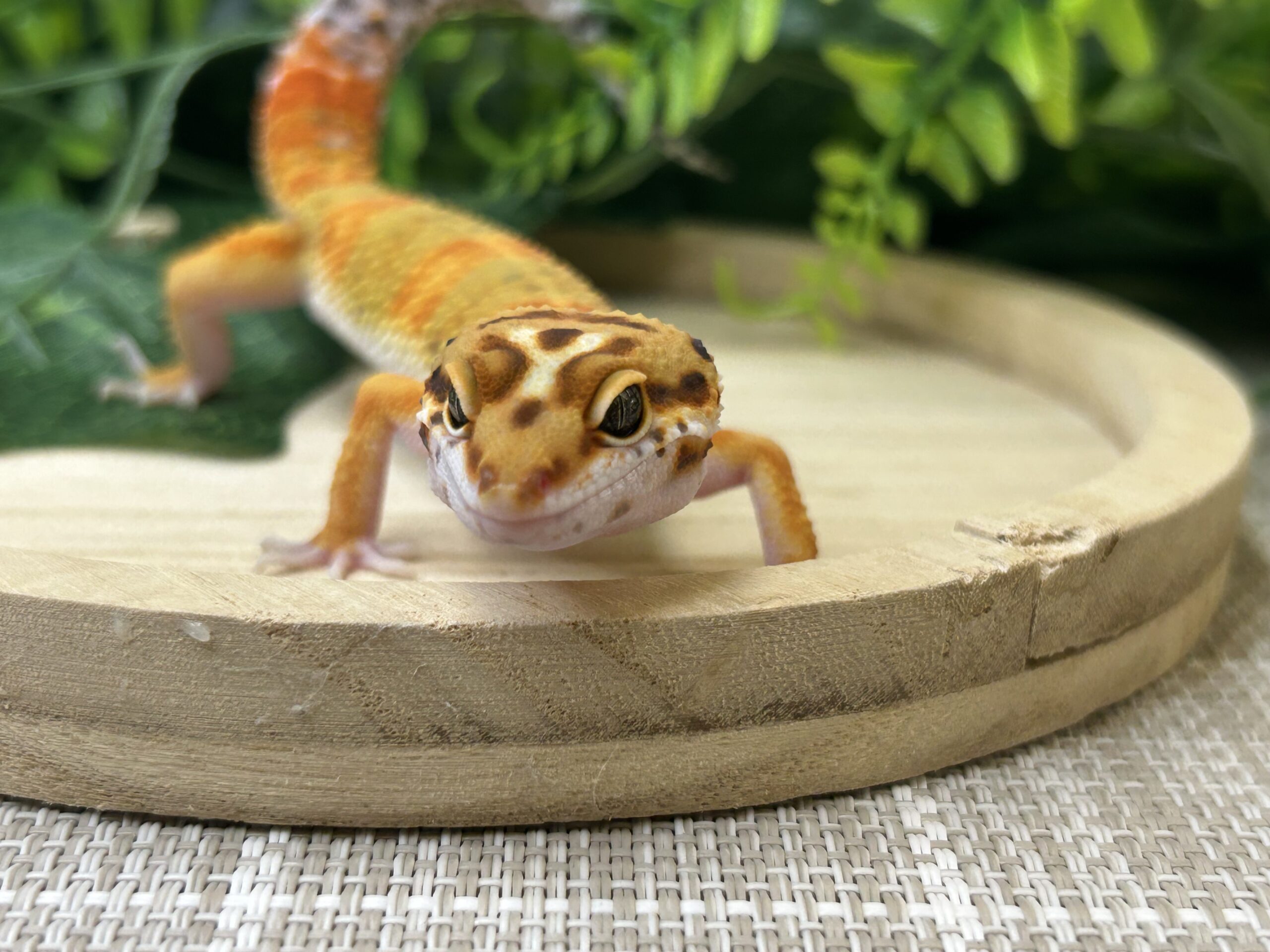 タンジェリン