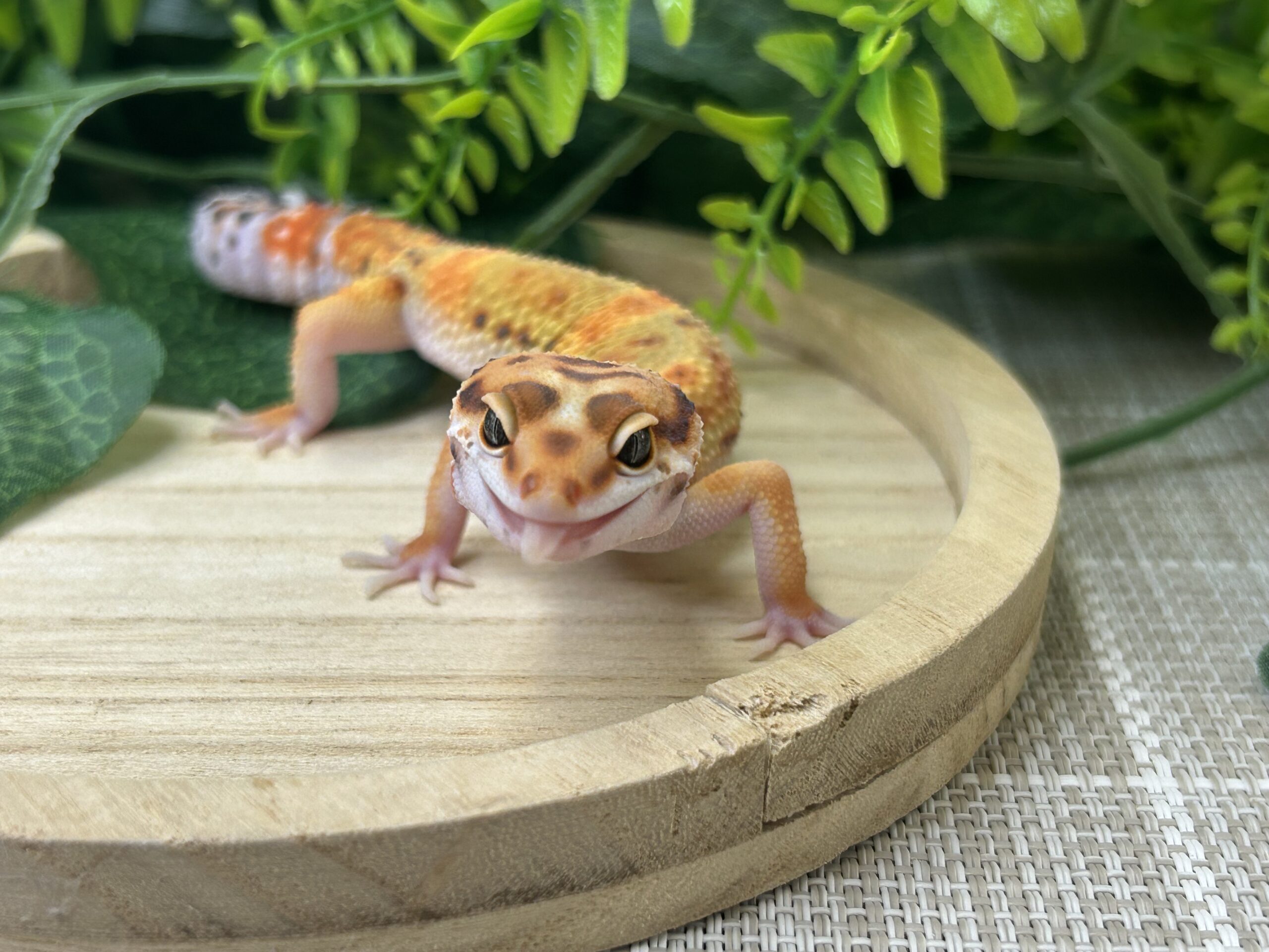 タンジェリン