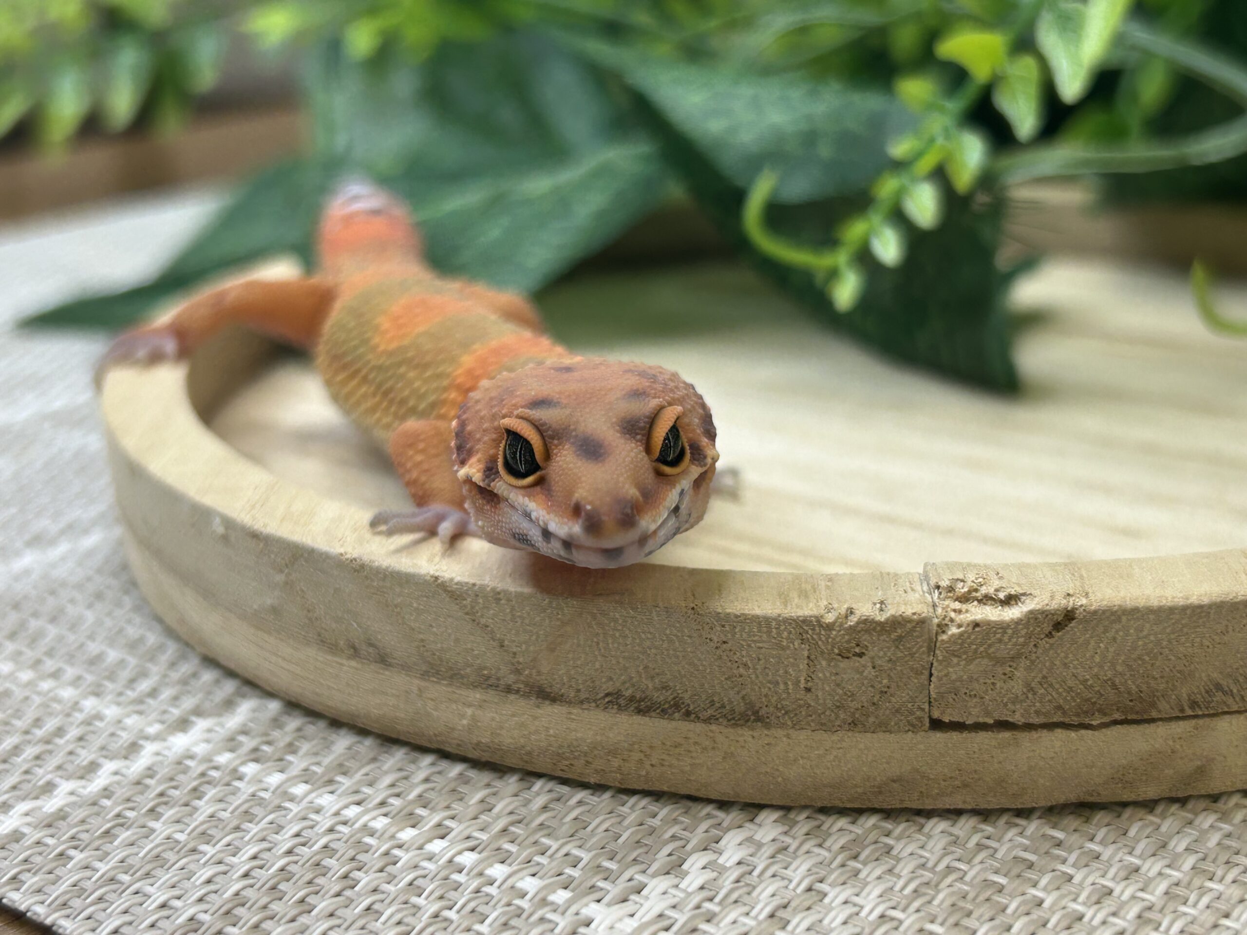 タンジェリン