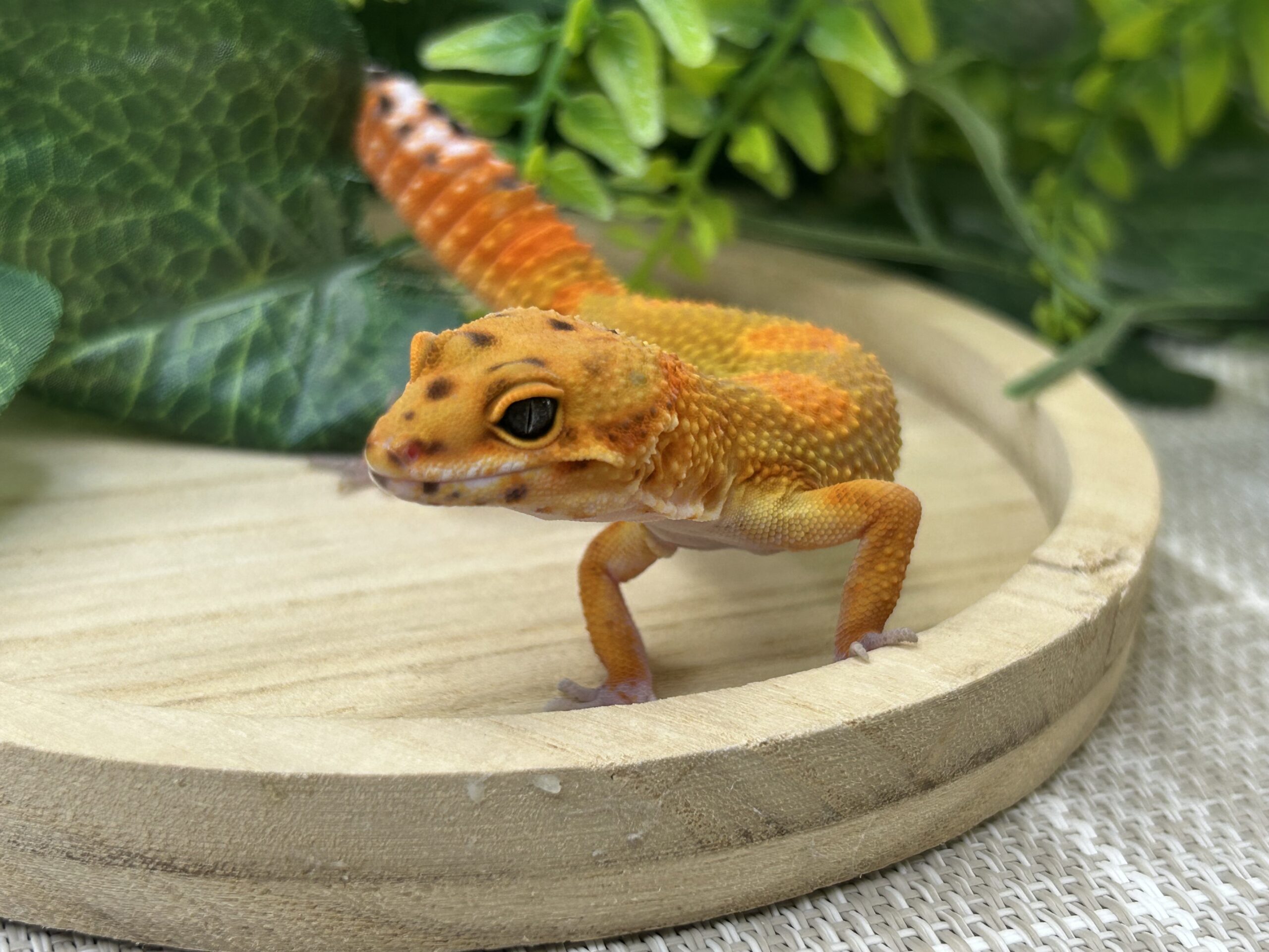 タンジェリン
