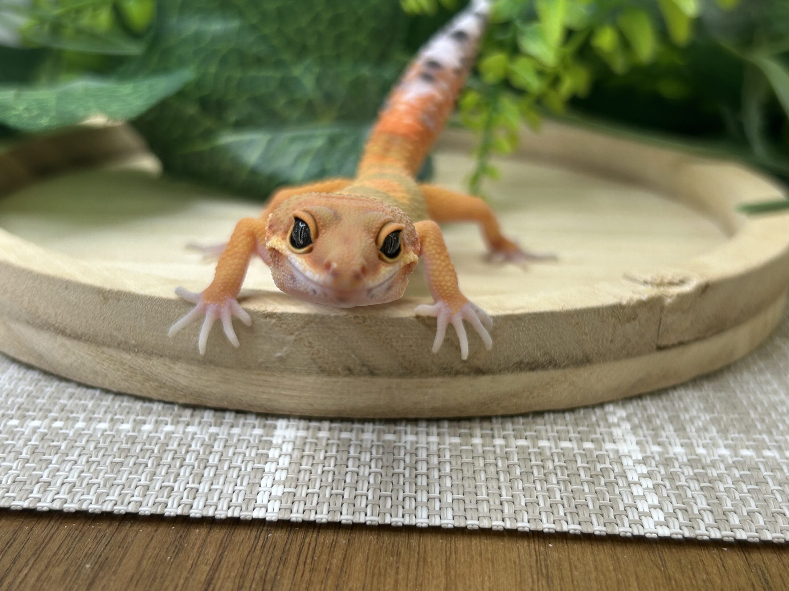 タンジェリン