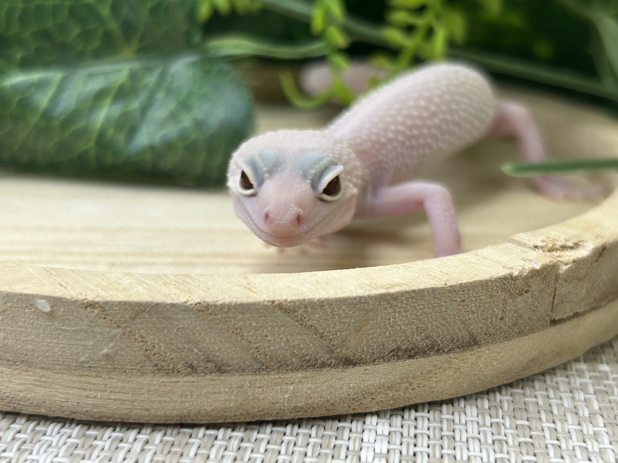 スノーディアブロ