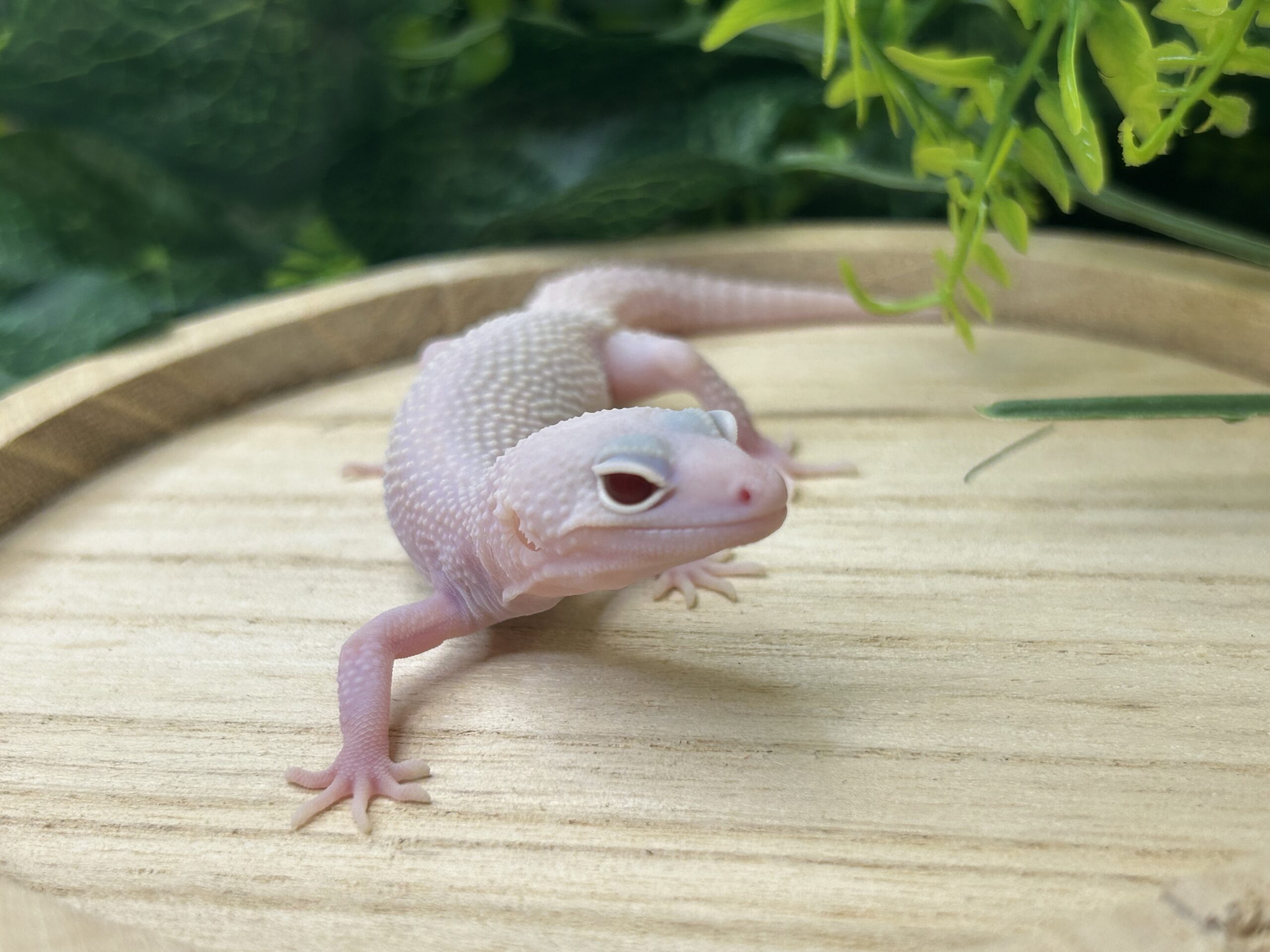 スノーディアブロ