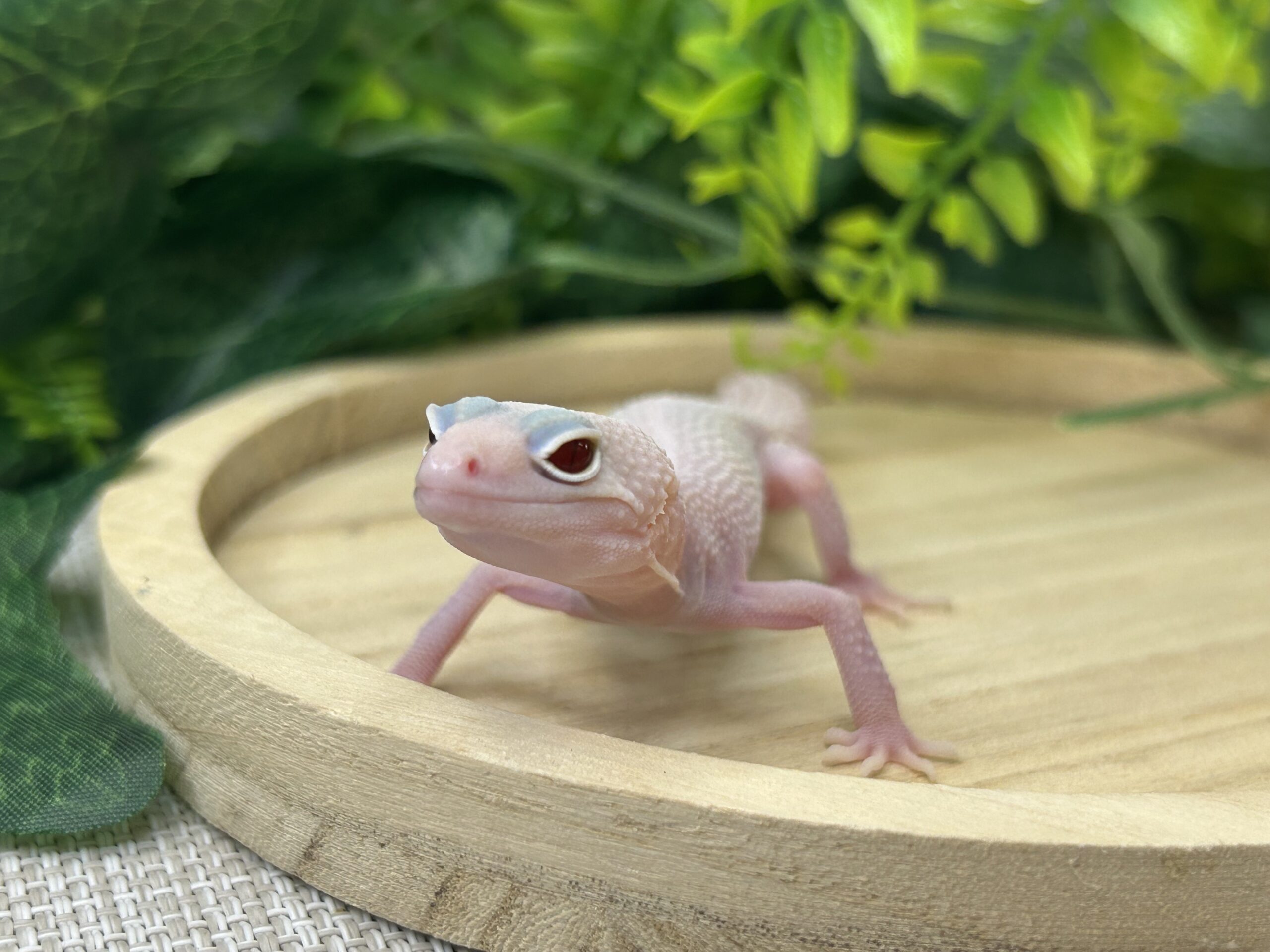 スノーディアブロ