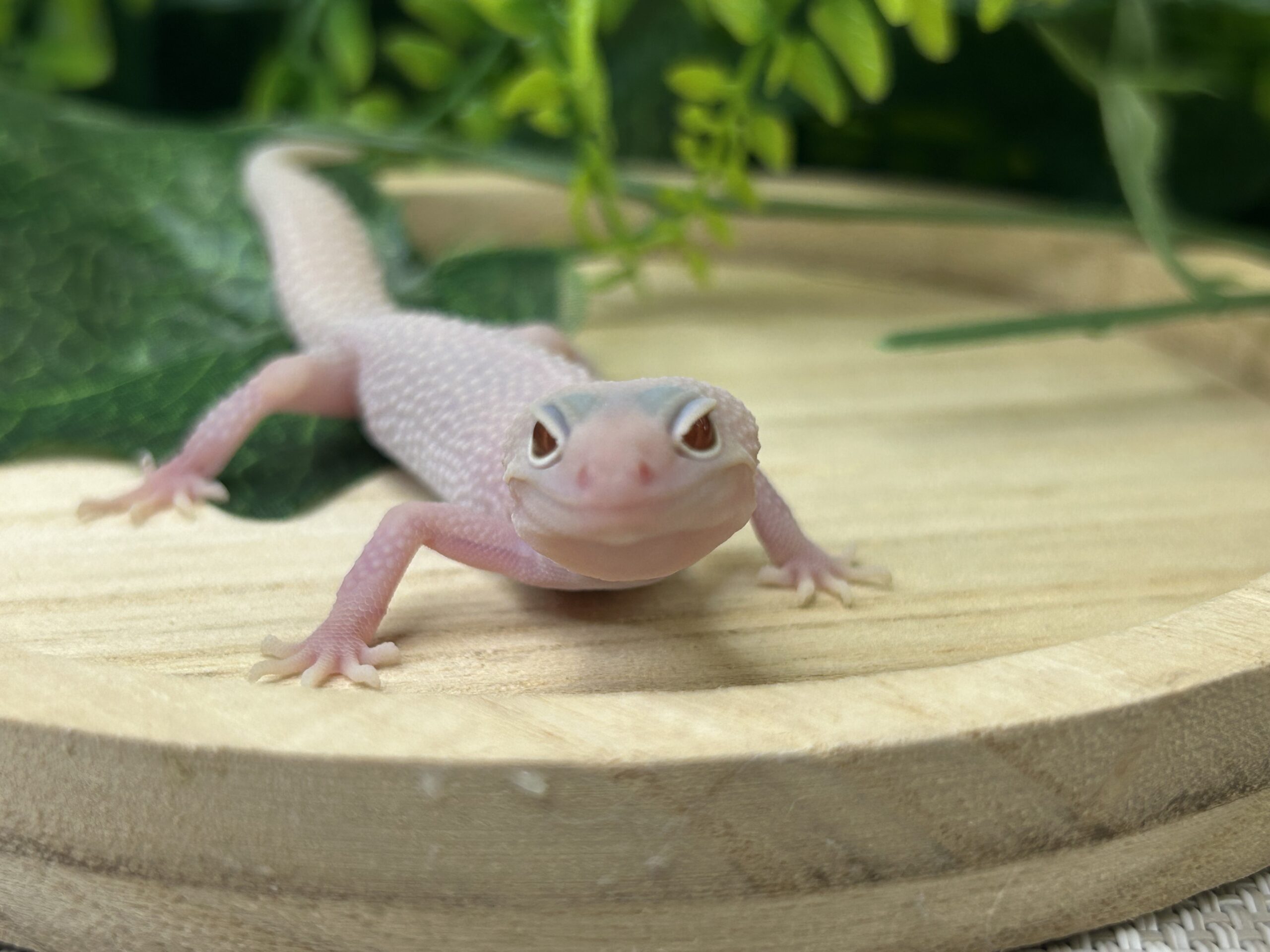 スノーディアブロ