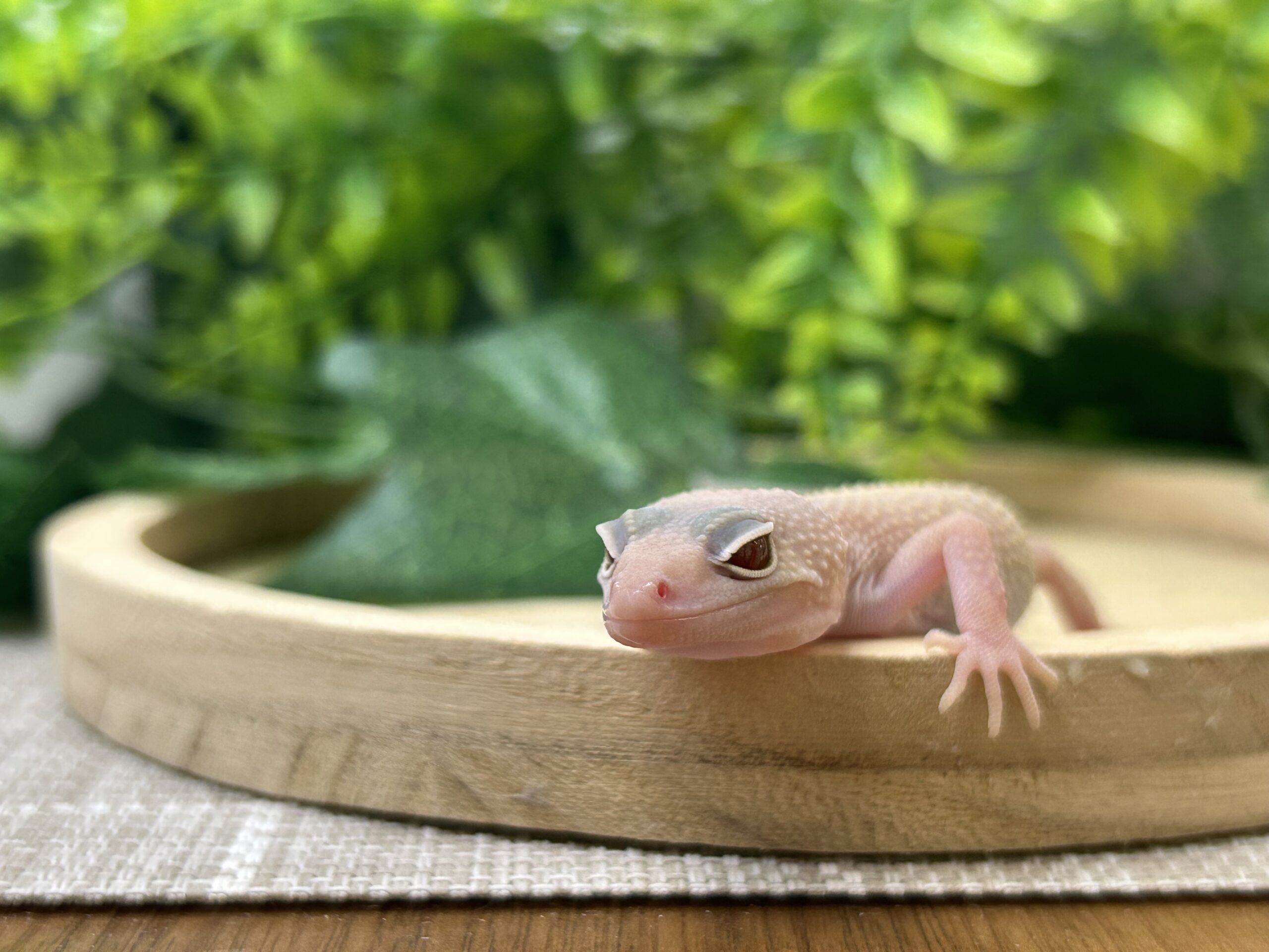 ディアブロブランコ
