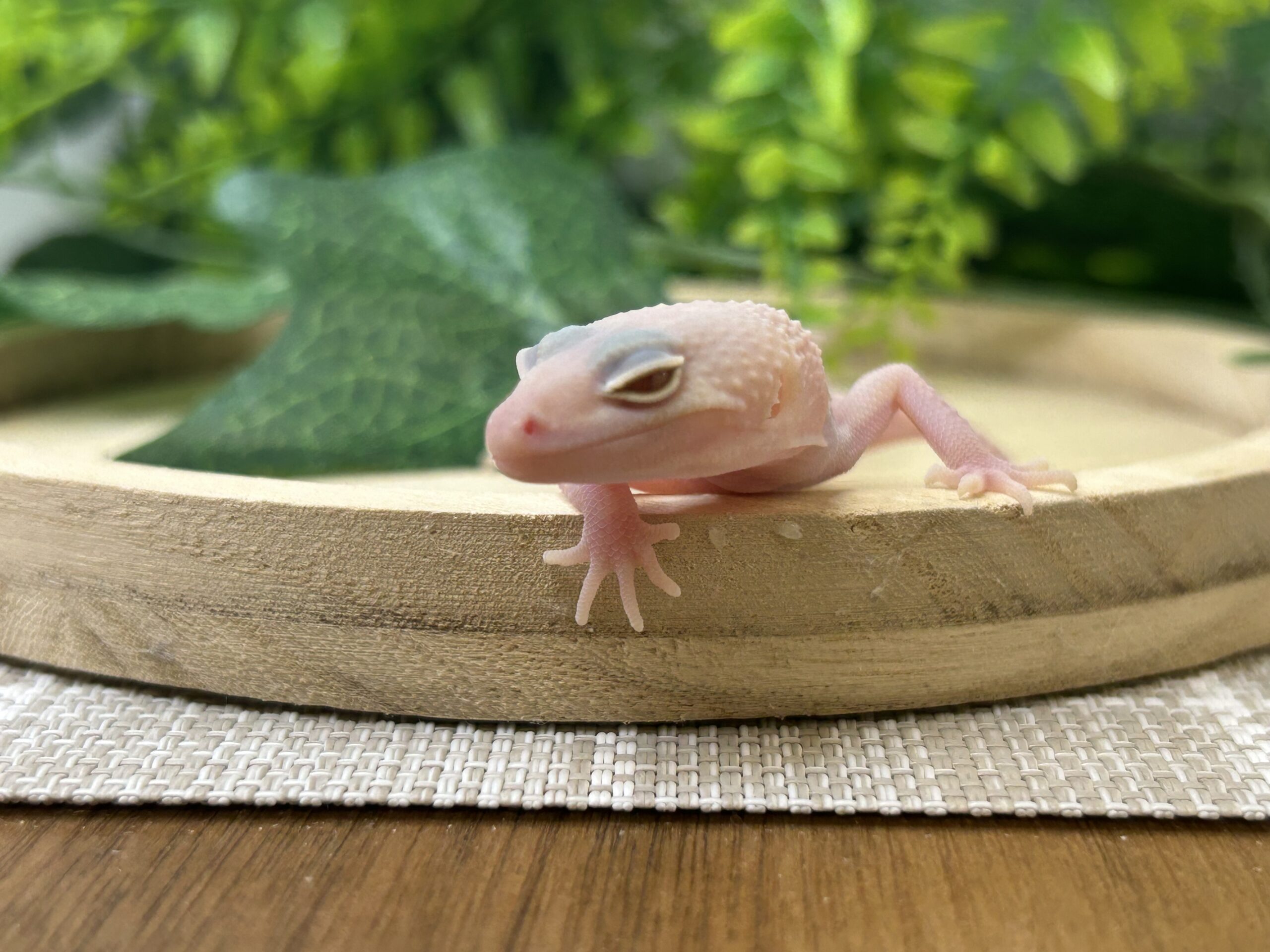 ディアブロブランコ