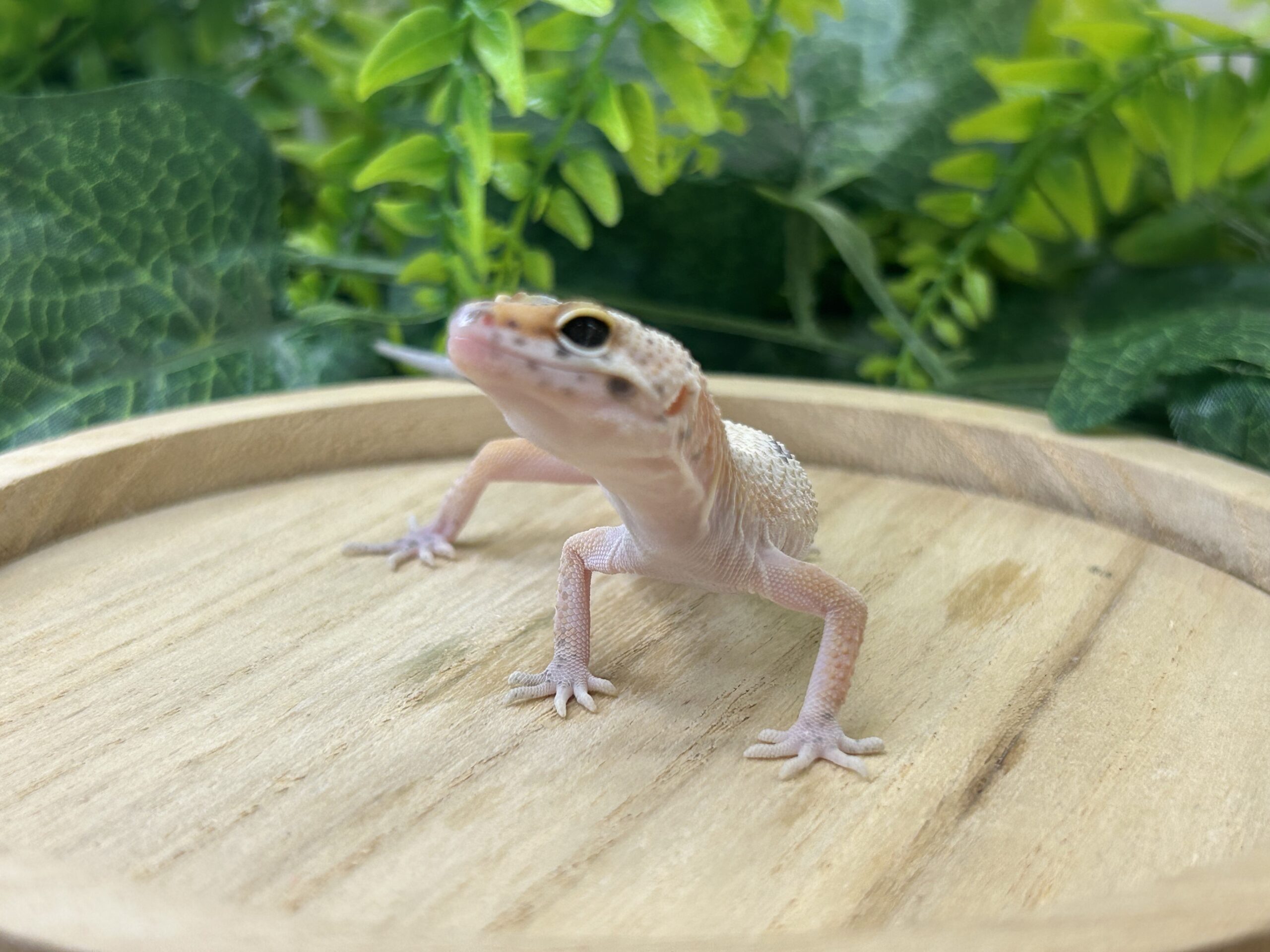 タンジェリンエクリプス