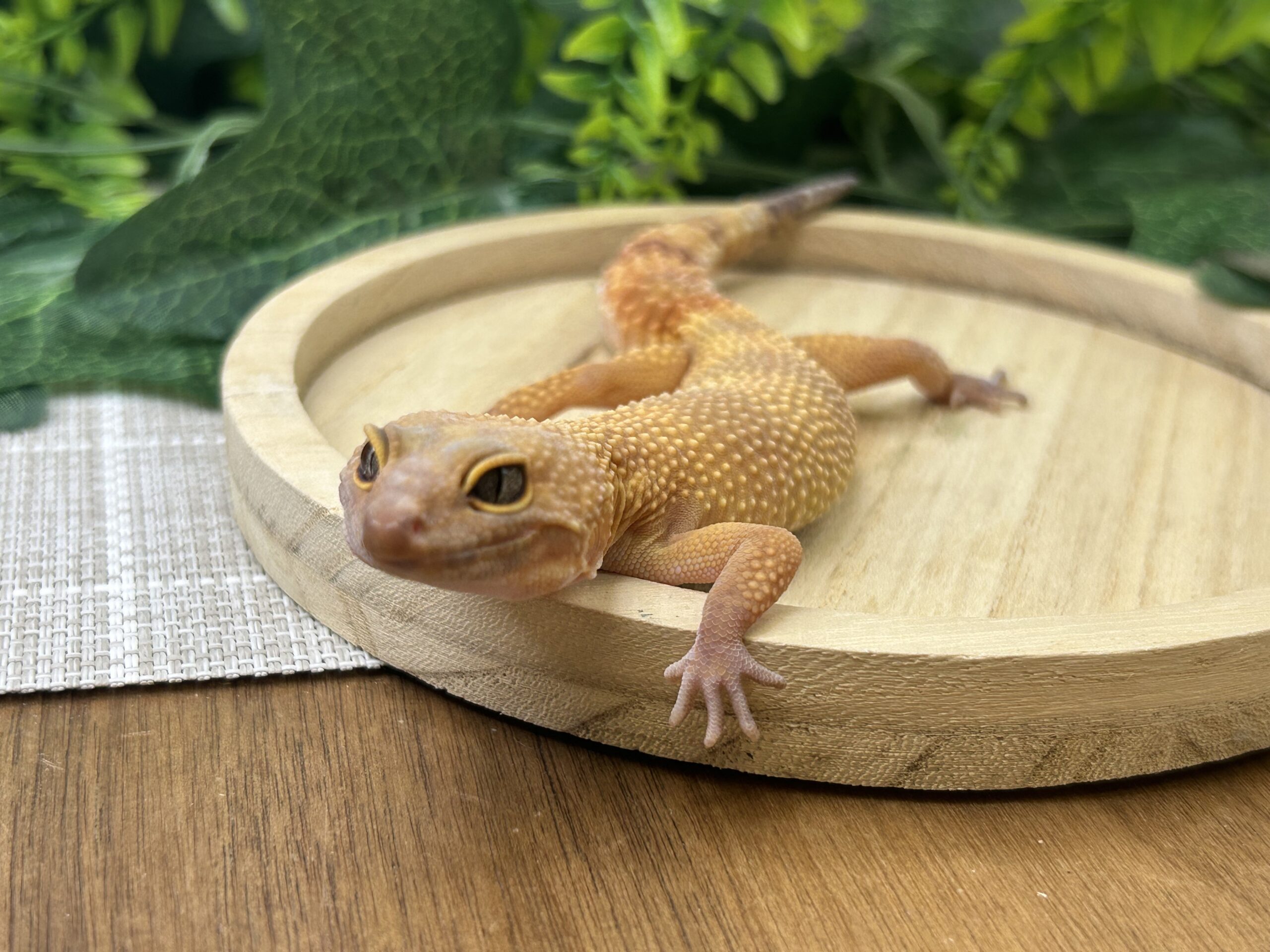 サングロー
