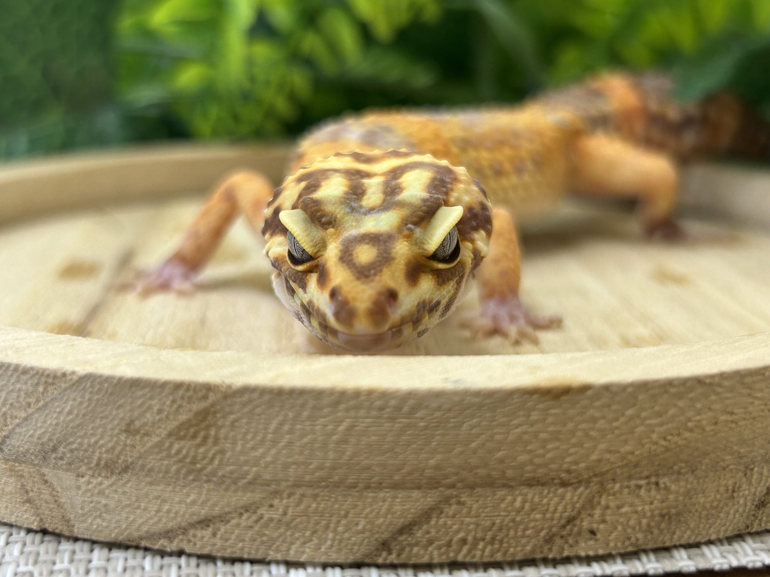 タンジェリントレンパー